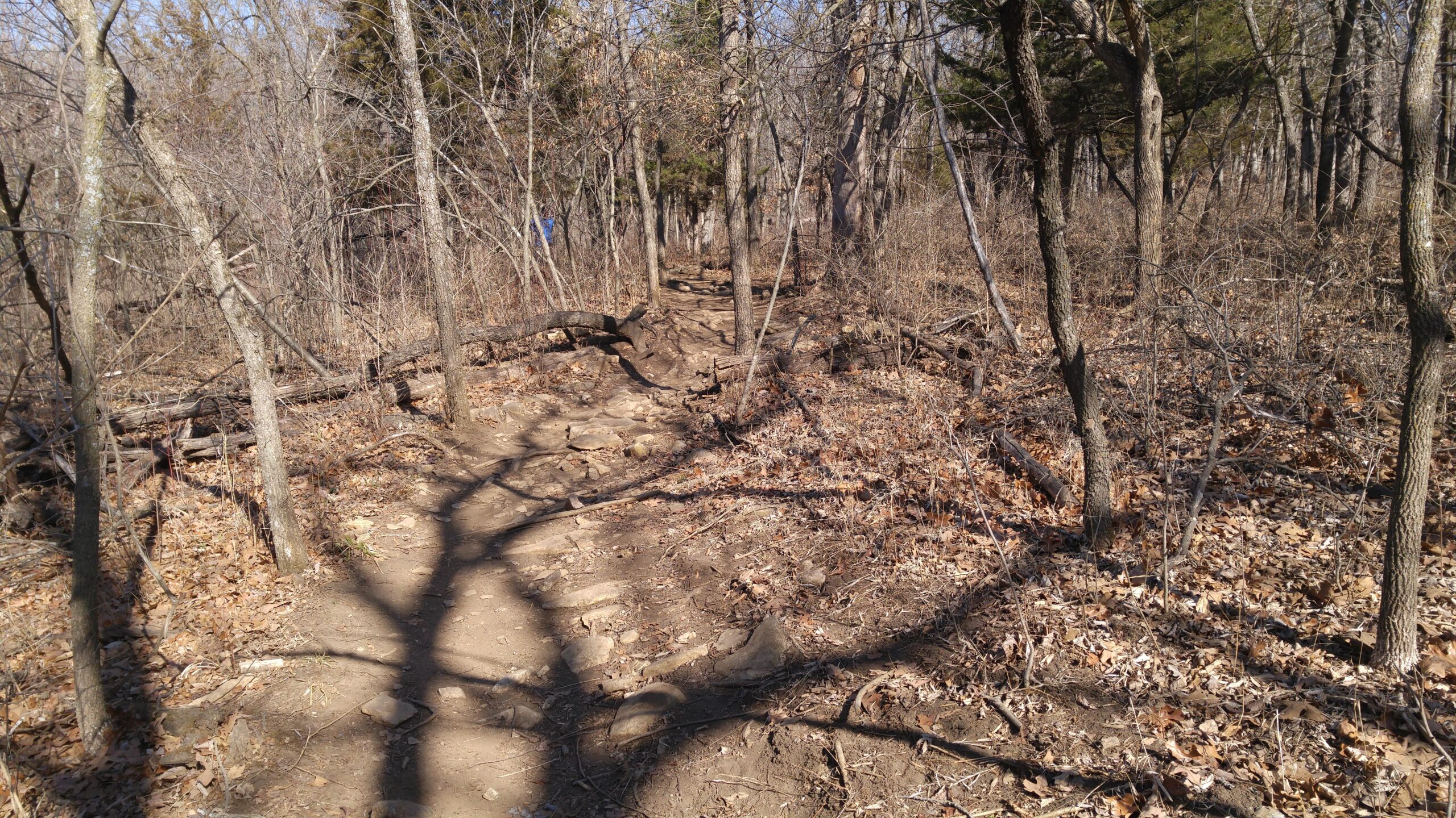 A dirt trail winding through a wooded area, surrounded by bare trees and fallen leaves. Sunlight filters through the branches, casting shadows on the rocky path. Shawnee Mission Park mountain bike trail.
