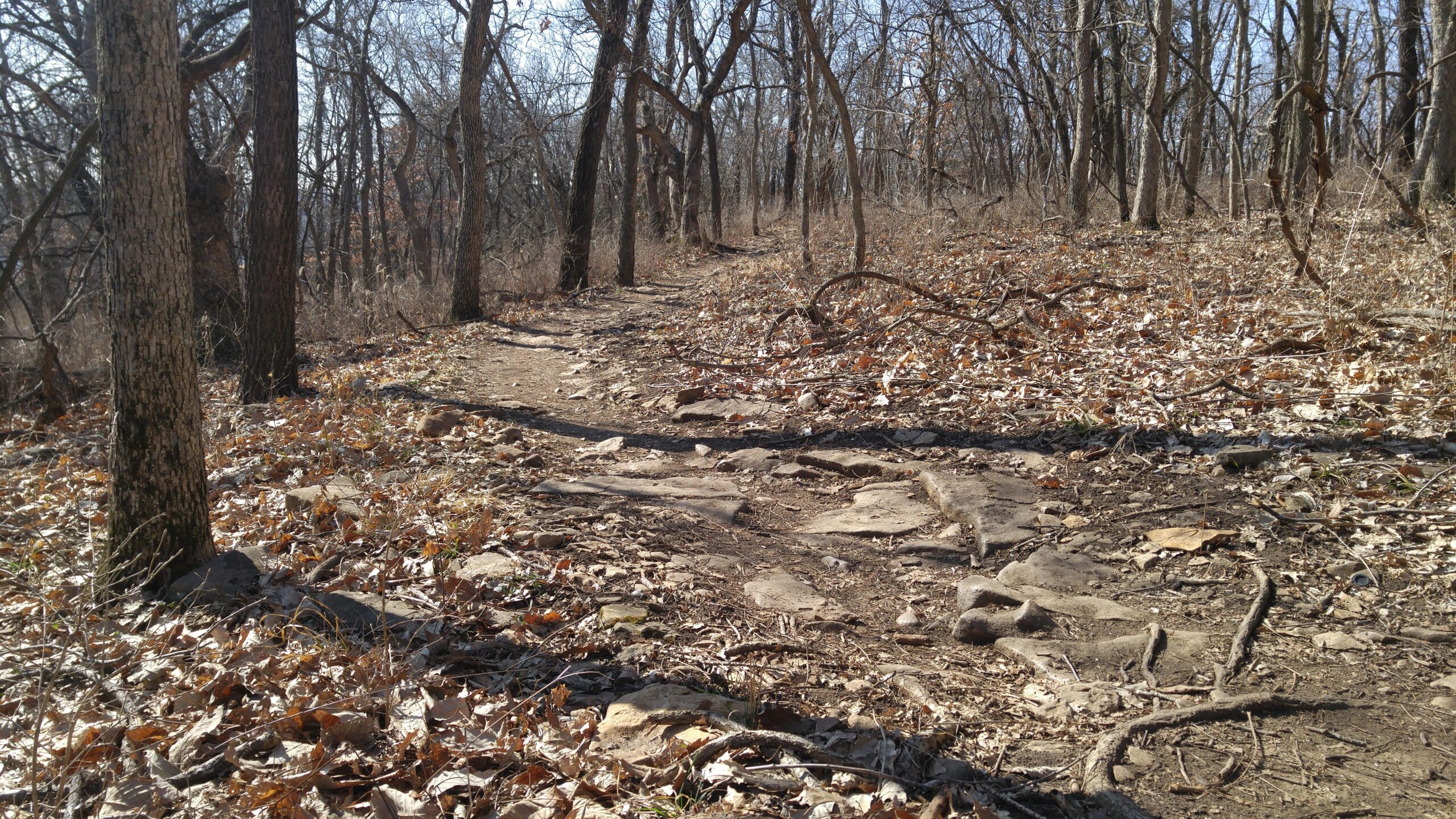 A winding, dirt trail through a sparse forest during late autumn. The path is lined with dry leaves and scattered rocks, surrounded by bare trees as the sunlight filters through the branches. Shawnee Mission Park mountain bike trail.
