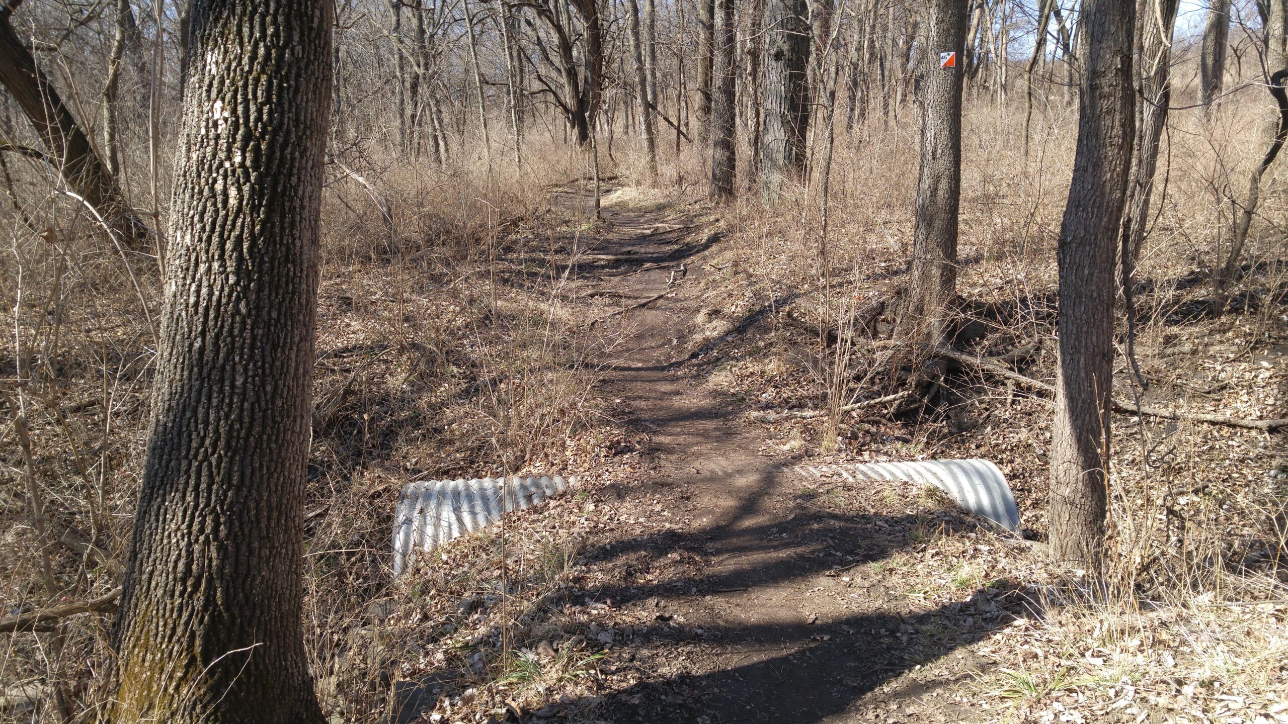 A narrow dirt trail winds through a wooded area, flanked by tall trees and sparse vegetation. In the foreground, a corrugated metal culvert crosses the path, partially obscured by autumn leaves and underbrush. Sunlight filters through the canopy, creating dappled shadows on the ground. Shawnee Mission Park mountain bike trail.