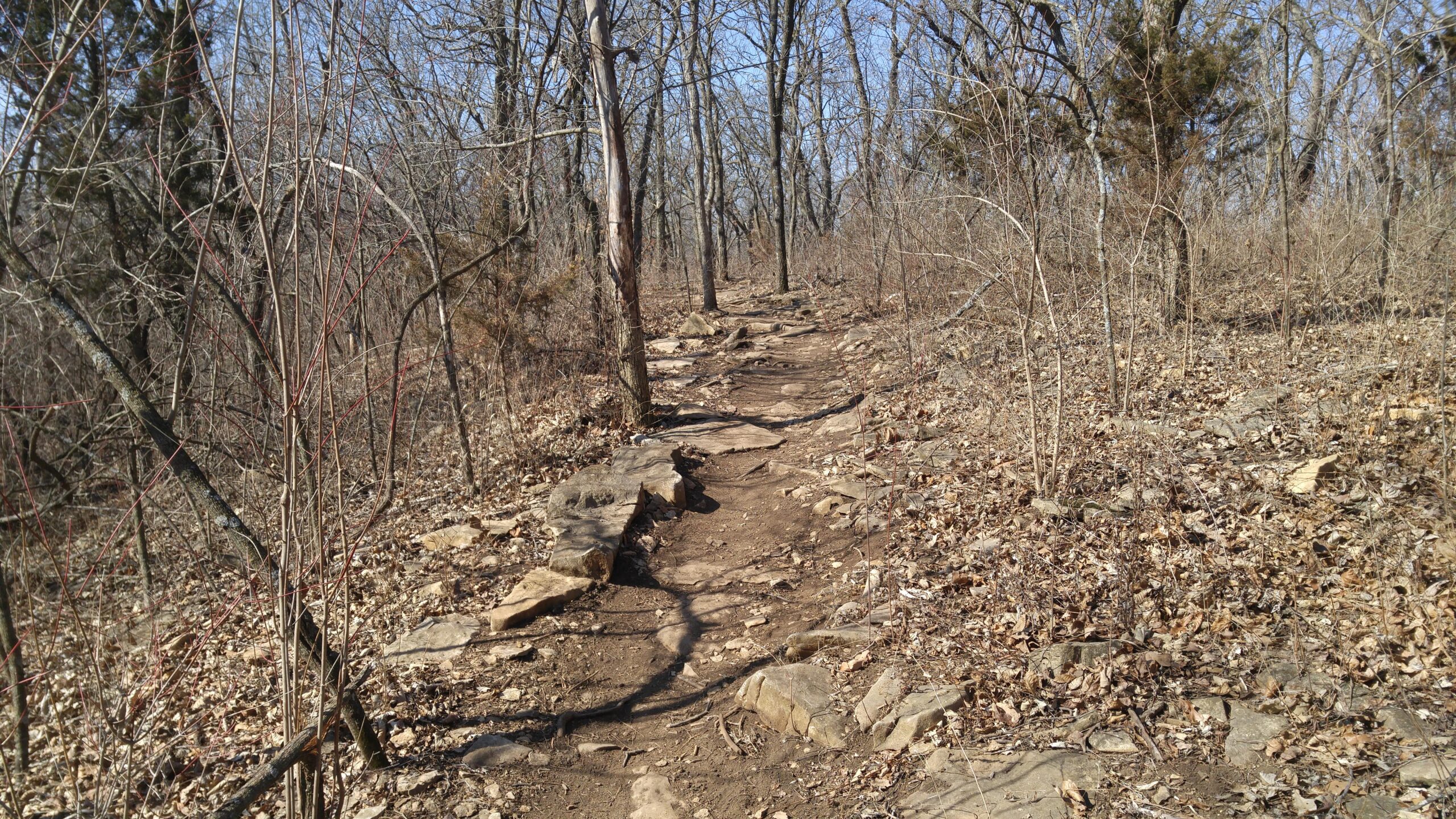A dirt hiking trail winding through a wooded area, with bare trees and scattered rocks along the path. Leaves cover the ground, indicating a late autumn or early spring setting. The sky is clear and blue. Shawnee Mission Park mountain bike trail.