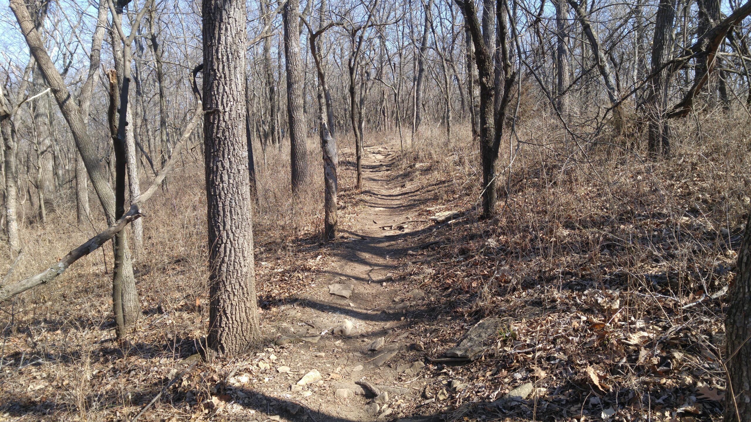A narrow dirt path winding through a tree-lined forest during early spring. The ground is covered with rocks and dry leaves, and the trees are bare, indicating a recent winter season. Sunlight filters through the branches, creating soft shadows on the trail. Shawnee Mission Park mountain bike trail.