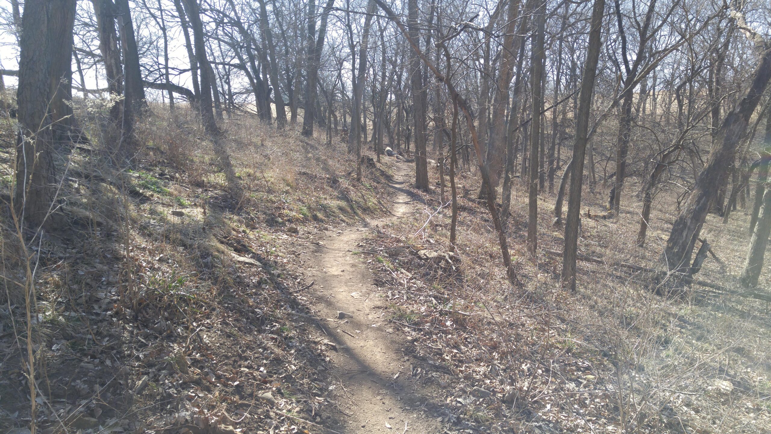 A winding dirt trail stretches through a sparse forest, lined with tall, bare trees. The ground is covered in fallen leaves and patches of dry grass, with hints of greenery visible. Soft sunlight filters through the branches, illuminating the path ahead. Shawnee Mission Park mountain bike trail.