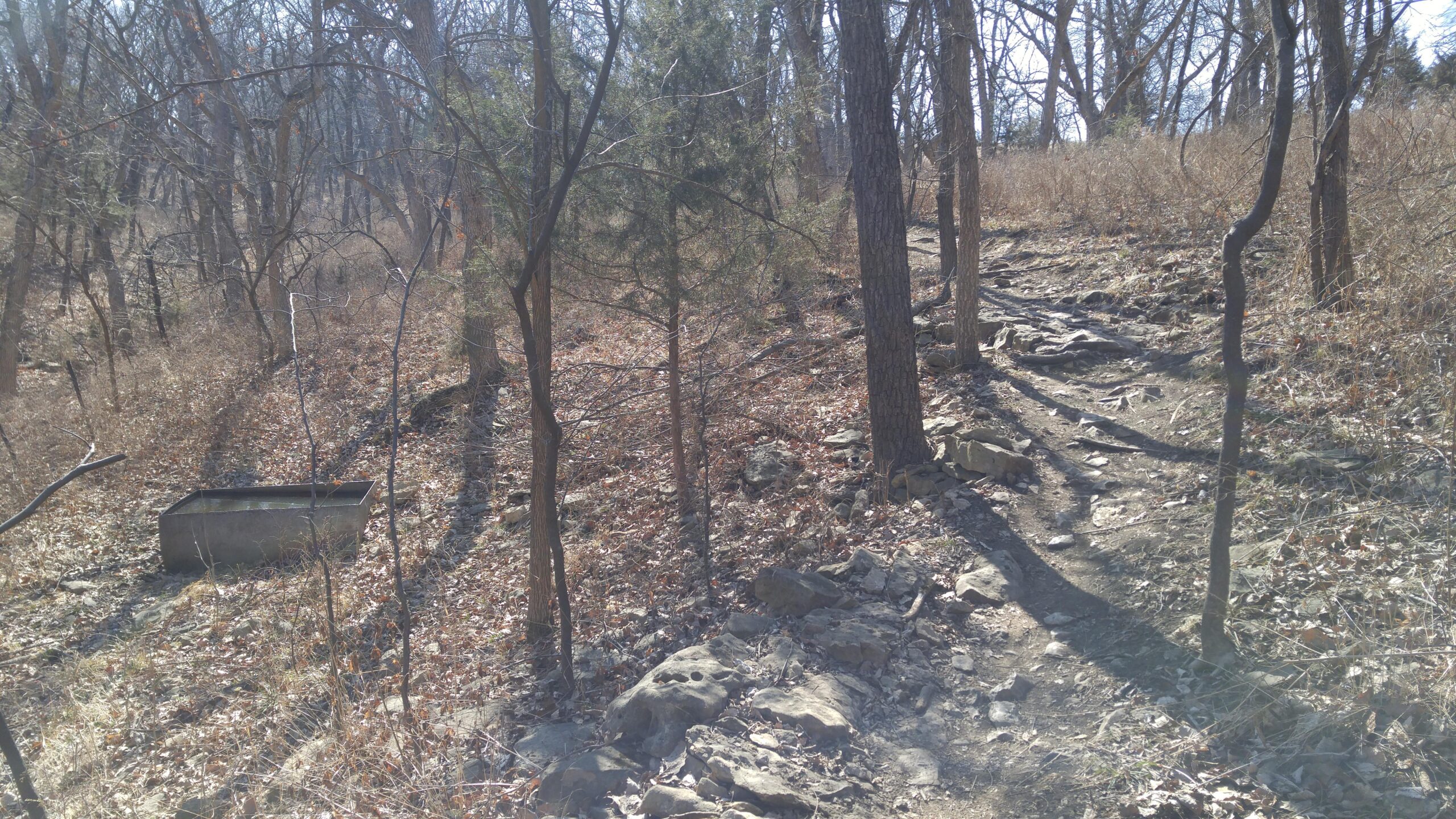 A winding dirt trail surrounded by bare trees and dried grass, with rocky sections along the path. In the foreground, there is a metal trough partially filled with water. The scene conveys a quiet, natural setting in a wooded area. Shawnee Mission Park mountain bike trail.