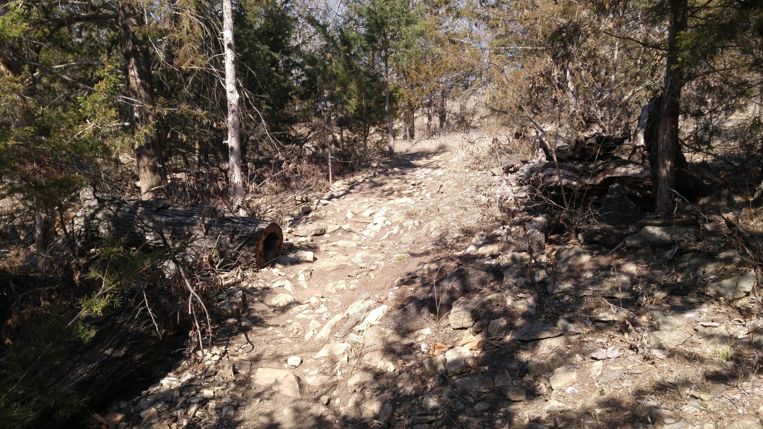 A rocky, unpaved trail winding through a sparse forest, with fallen logs and scattered stones on either side. Sunlight filters through the trees, illuminating patches of earth along the path. Shawnee Mission Park mountain bike trail.