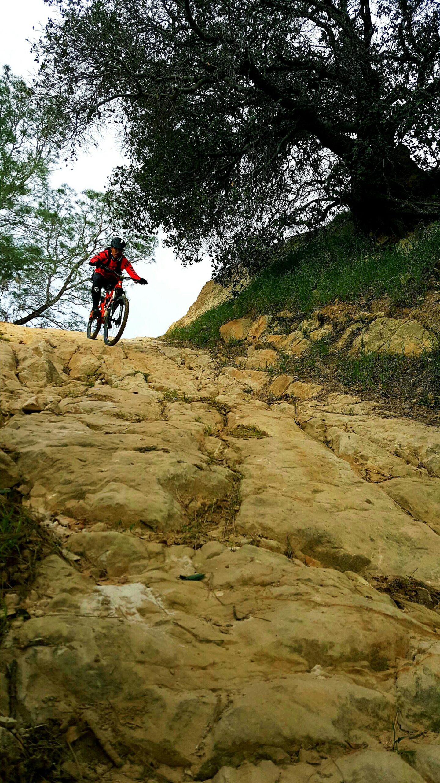 A mountain biker in a red jacket navigates a rocky trail surrounded by greenery, with an overhanging tree above. The bike is mid-ride on a steep incline, showcasing an adventurous outdoor setting. Black Diamond Mines mountain bike trail.