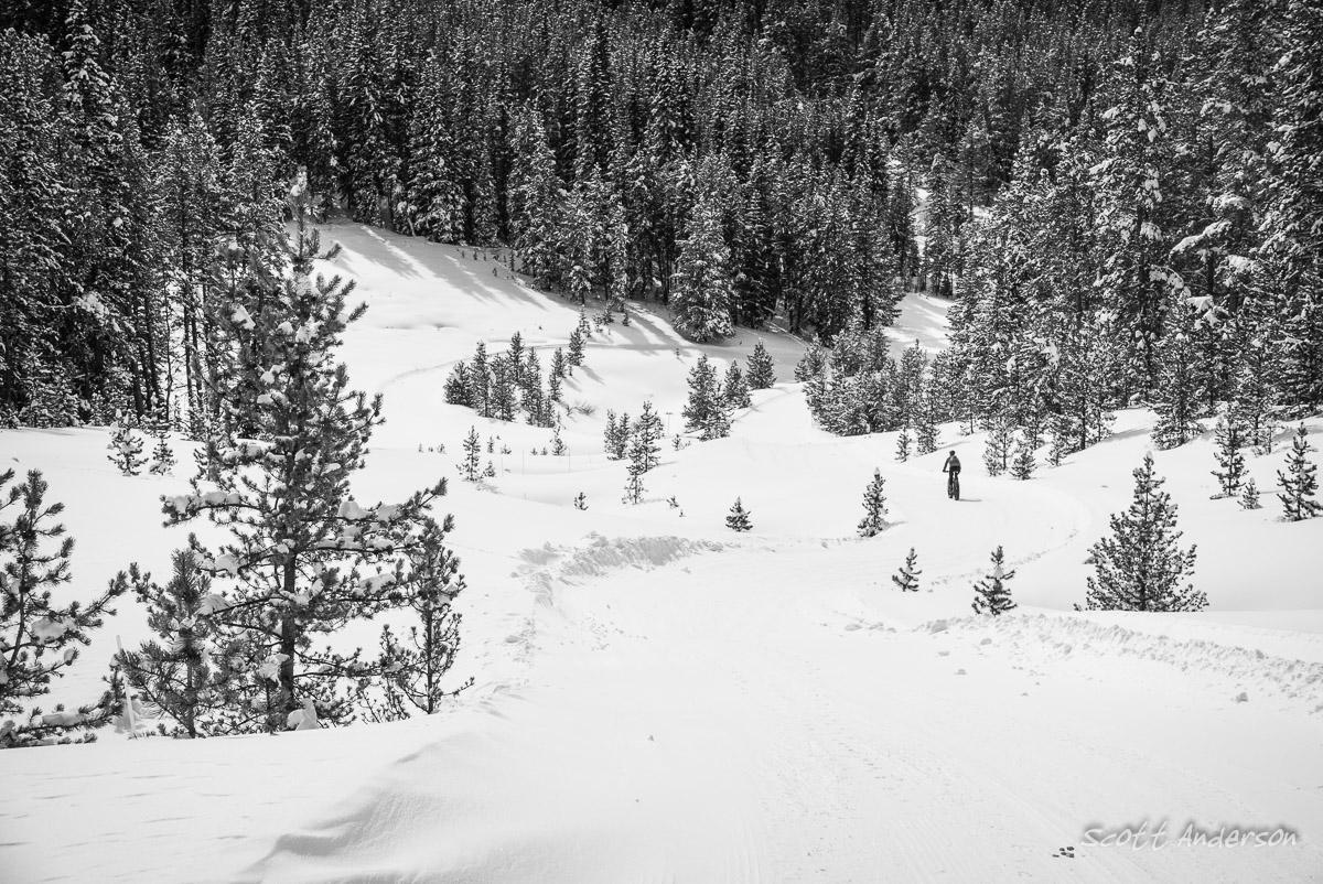 A snow-covered landscape featuring a lone figure walking along a winding path through a forest of evergreen trees. The scene is in black and white, emphasizing the tranquil, wintry atmosphere with fresh snow blanketing the ground and branches. Tennessee Pass Nordic Center mountain bike trail.