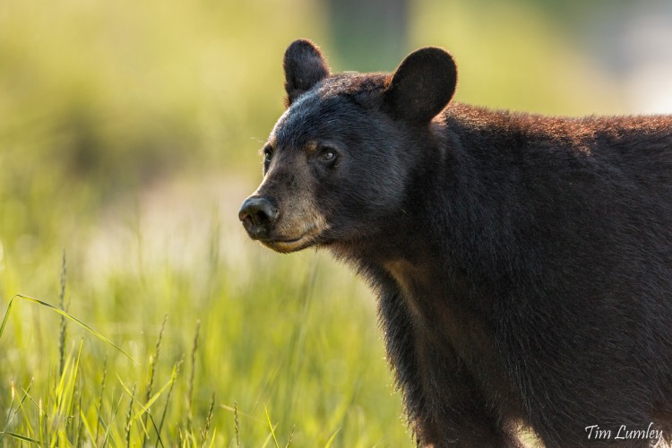 A close-up of a black bear standing in a grassy area, with soft sunlight illuminating its face and body. The bear has a curious expression as it looks slightly to the side, surrounded by a blurred natural background.