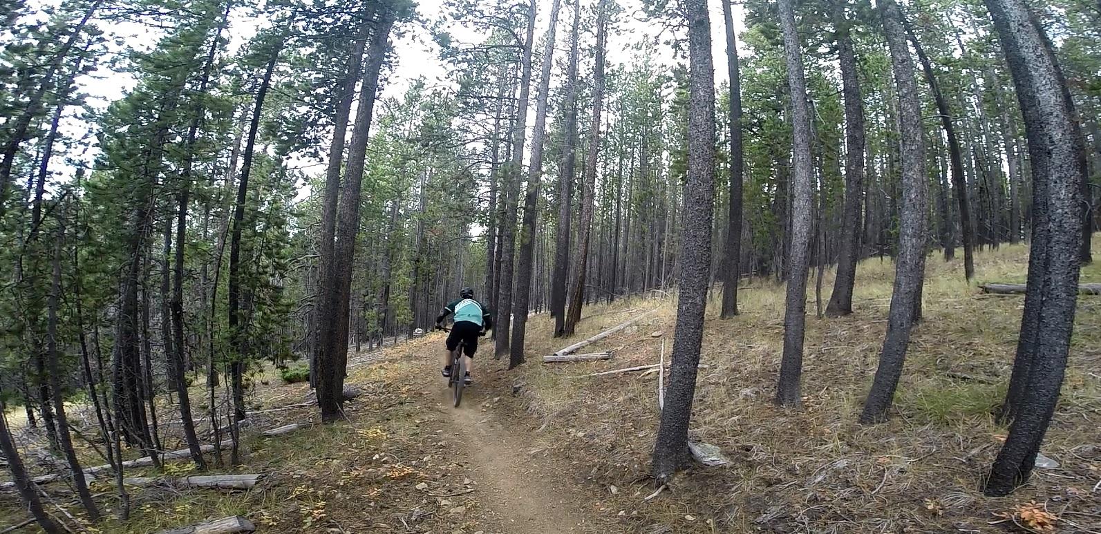 A mountain biker riding along a dirt trail surrounded by tall pine trees in a forest setting. The path is narrow, and the cyclist is seen from behind, navigating through the greenery. Bender Creek mountain bike trail.