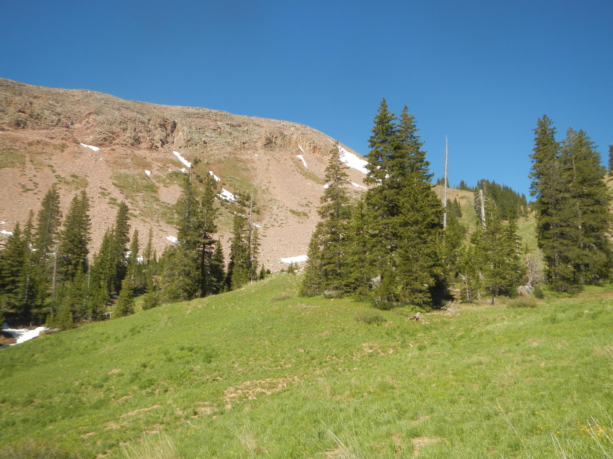 A scenic view of a mountainous landscape featuring green grass and tall coniferous trees, with rocky terrain and a clear blue sky above. Snow patches are visible on the slopes in the background, indicating the remnants of winter. The Whole Enchilada mountain bike trail.