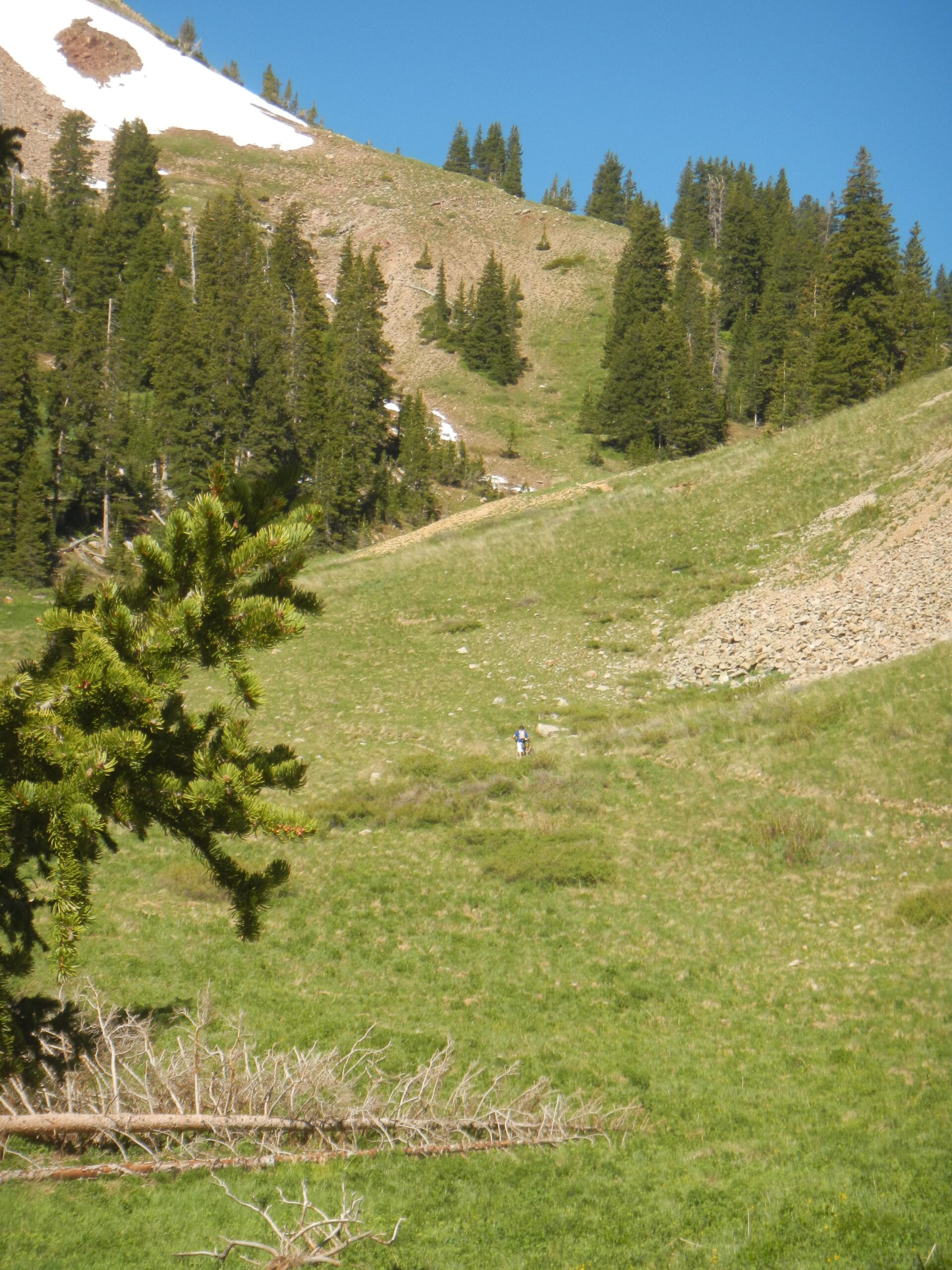 A mountainous landscape featuring a grassy slope with scattered trees, including a prominent patch of snow in the background. A small figure can be seen walking along a trail in the distance, and a fallen tree is visible in the foreground. The sky is clear and blue, indicating a sunny day. The Whole Enchilada mountain bike trail.