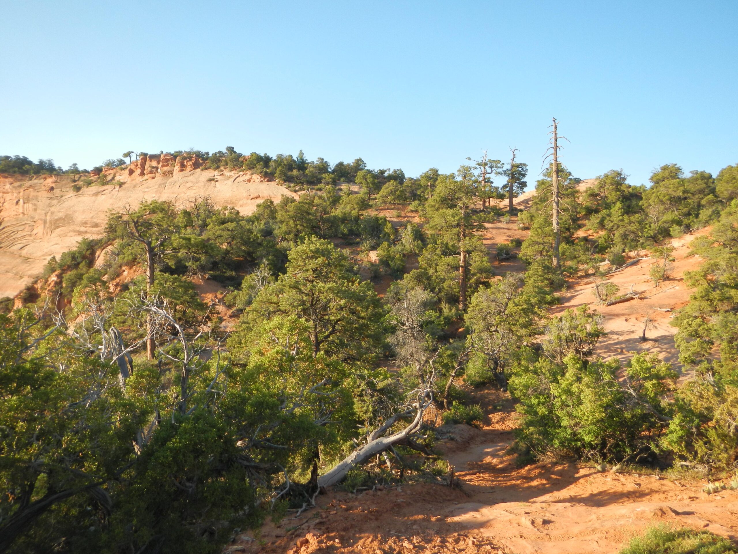 A rugged landscape featuring sandy earth and scattered vegetation, including green trees and some fallen branches, under a clear blue sky. The terrain slopes gently upward, leading to rocky outcrops in the background. The Whole Enchilada mountain bike trail.