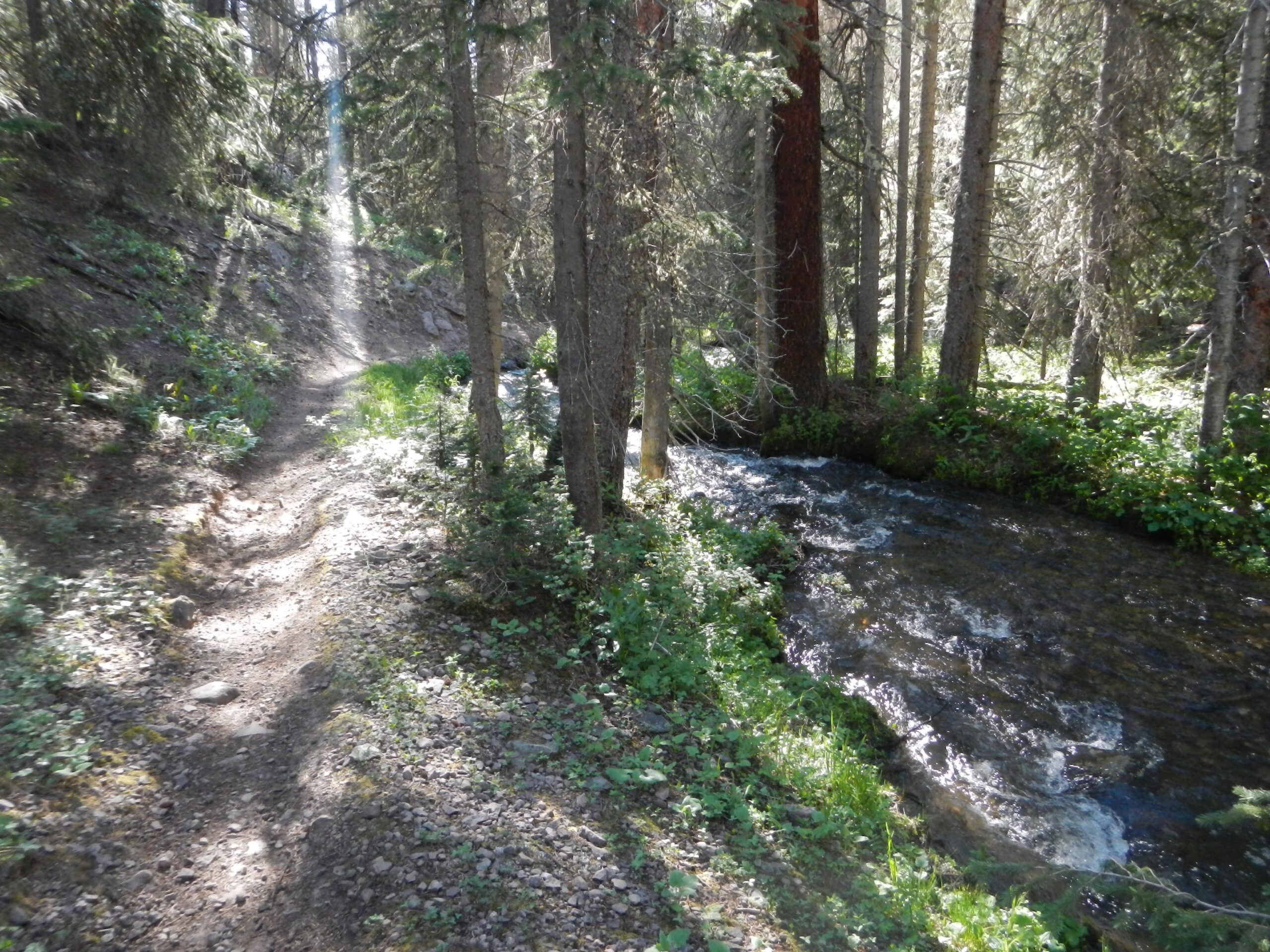 A peaceful forest scene featuring a narrow dirt path winding through tall trees, alongside a gently flowing stream. Sunlight filters through the foliage, illuminating the vibrant greenery and the textured ground. Monarch Crest Trail mountain bike trail.