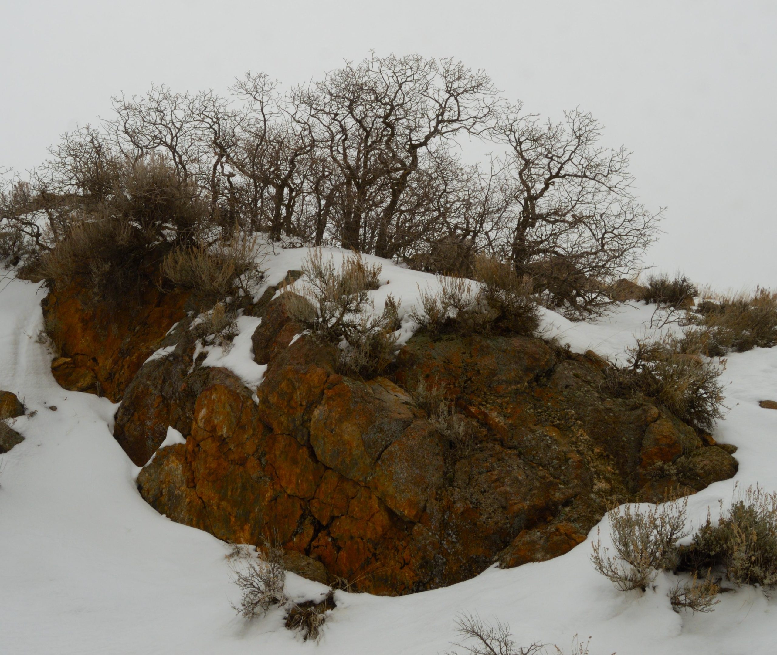 A rocky hillside covered in patches of snow, featuring sparse, twisted trees and dry shrubs in a winter landscape under a cloudy sky. Bonneville Shoreline Trail - Ogden Section mountain bike trail.