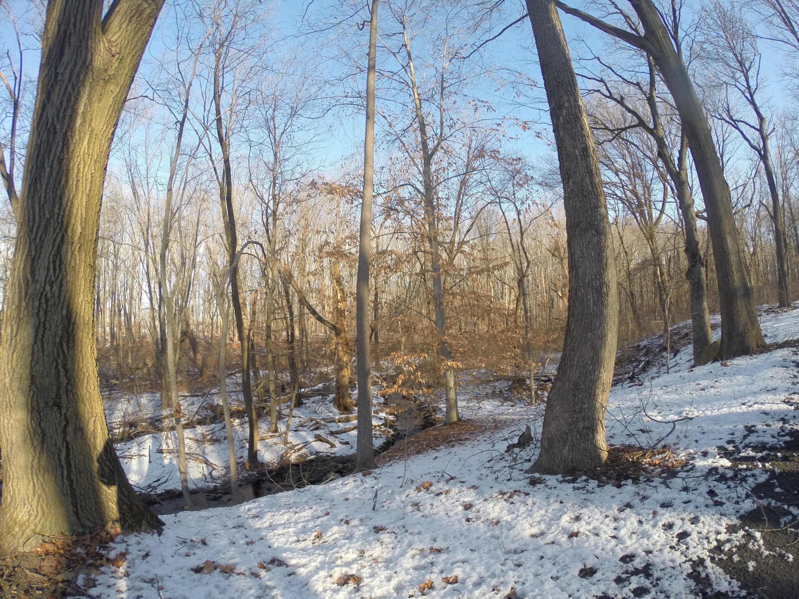 A serene winter landscape featuring a forest with bare trees, some still holding onto brown leaves. Snow covers the ground and a small stream is visible between the trees, under a clear blue sky. The scene conveys a peaceful, quiet atmosphere typical of a winter day in the woods. Richmond Avenue and Forest Hill road mountain bike trail.