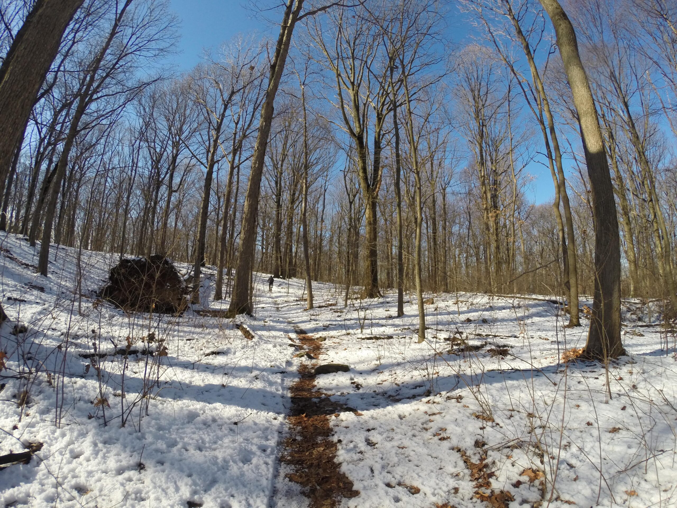 A snowy trail winding through a forest of bare trees under a bright blue sky, with a large fallen log on the left and patches of snow-covered ground alongside the path. Richmond Avenue and Forest Hill road mountain bike trail.