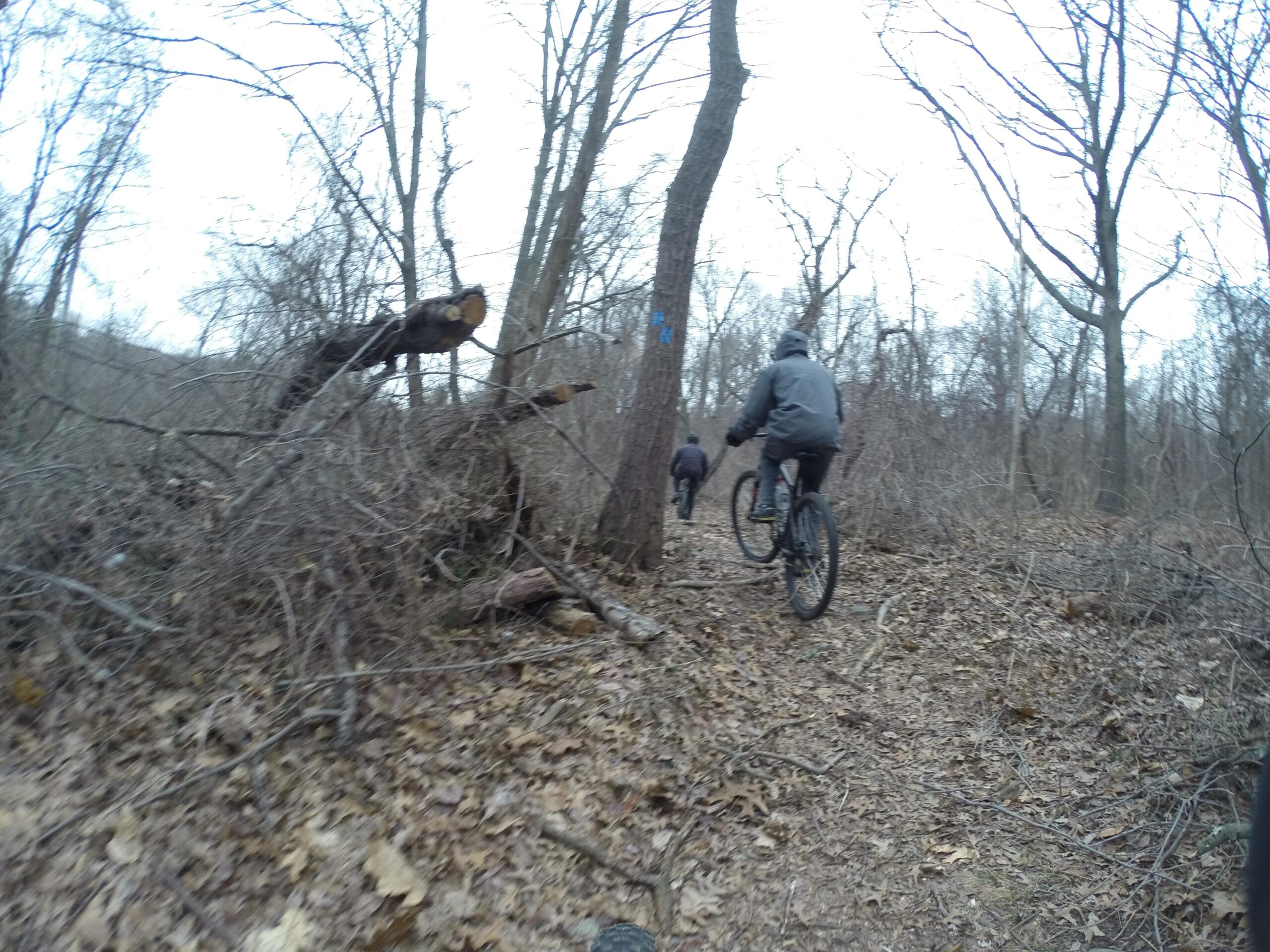 Two mountain cyclists riding along a narrow, wooded trail in a forest. The ground is covered with fallen leaves and scattered branches, and bare trees are visible in the background under an overcast sky. One cyclist is further ahead, navigating past a fallen tree. Richmond Avenue and Forest Hill road mountain bike trail.