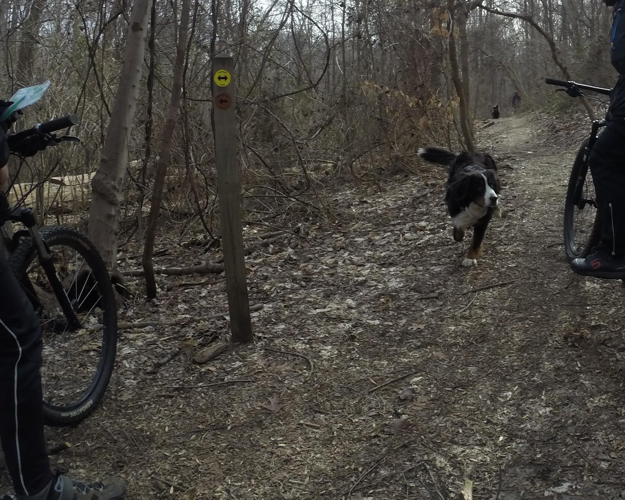 A narrow dirt path in a wooded area, featuring a black and white dog running towards the camera. In the foreground, a person on a mountain bike stands beside a trail sign, while another person can be seen in the background riding a bike. The setting is during early spring, with bare trees and scattered leaves on the ground. White Clay Creek mountain bike trail.