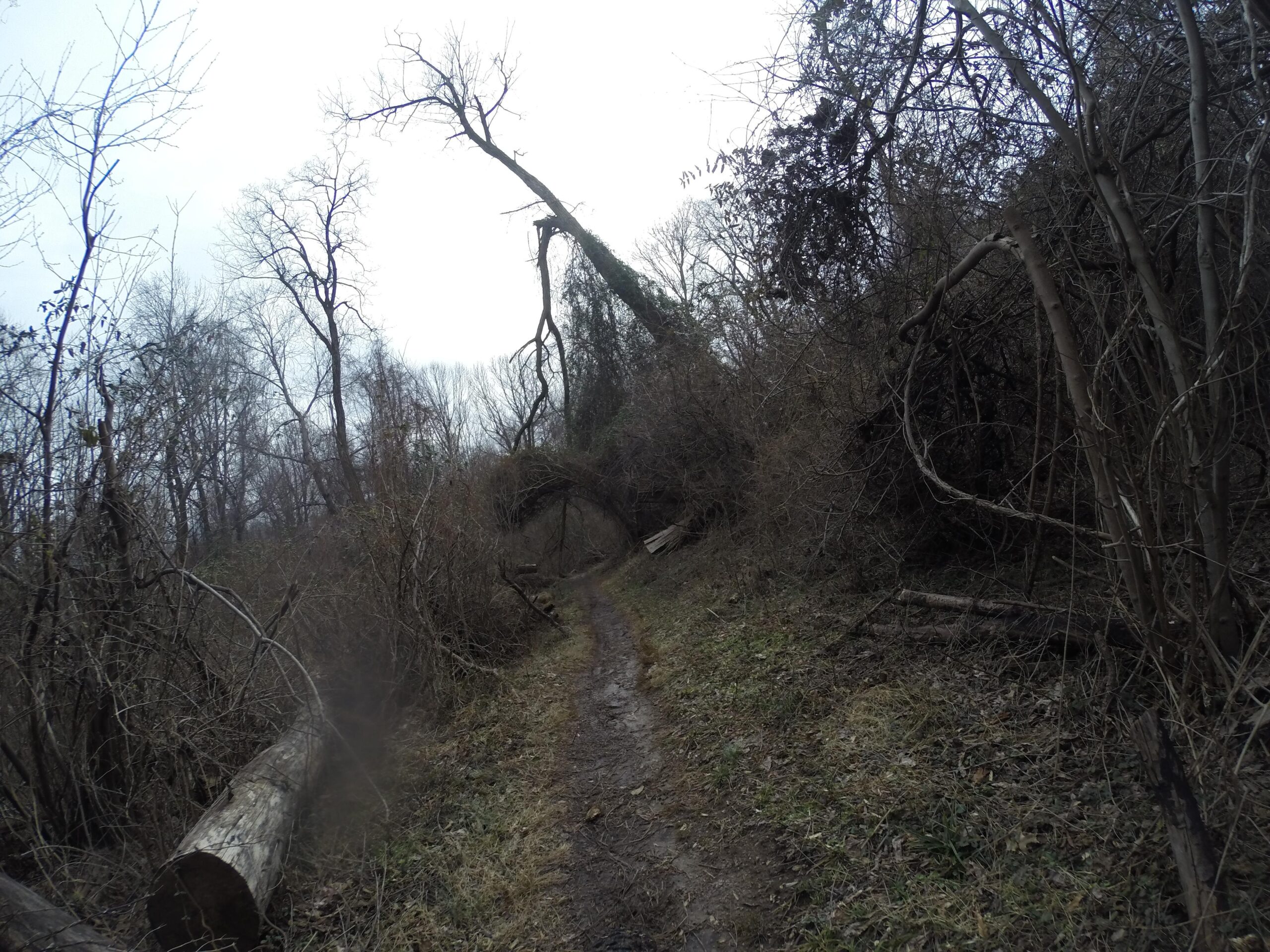 A winding dirt path surrounded by a dense thicket of bare trees and shrubs, with fallen logs scattered along the trail. The sky is overcast, contributing to a moody atmosphere. White Clay Creek mountain bike trail.