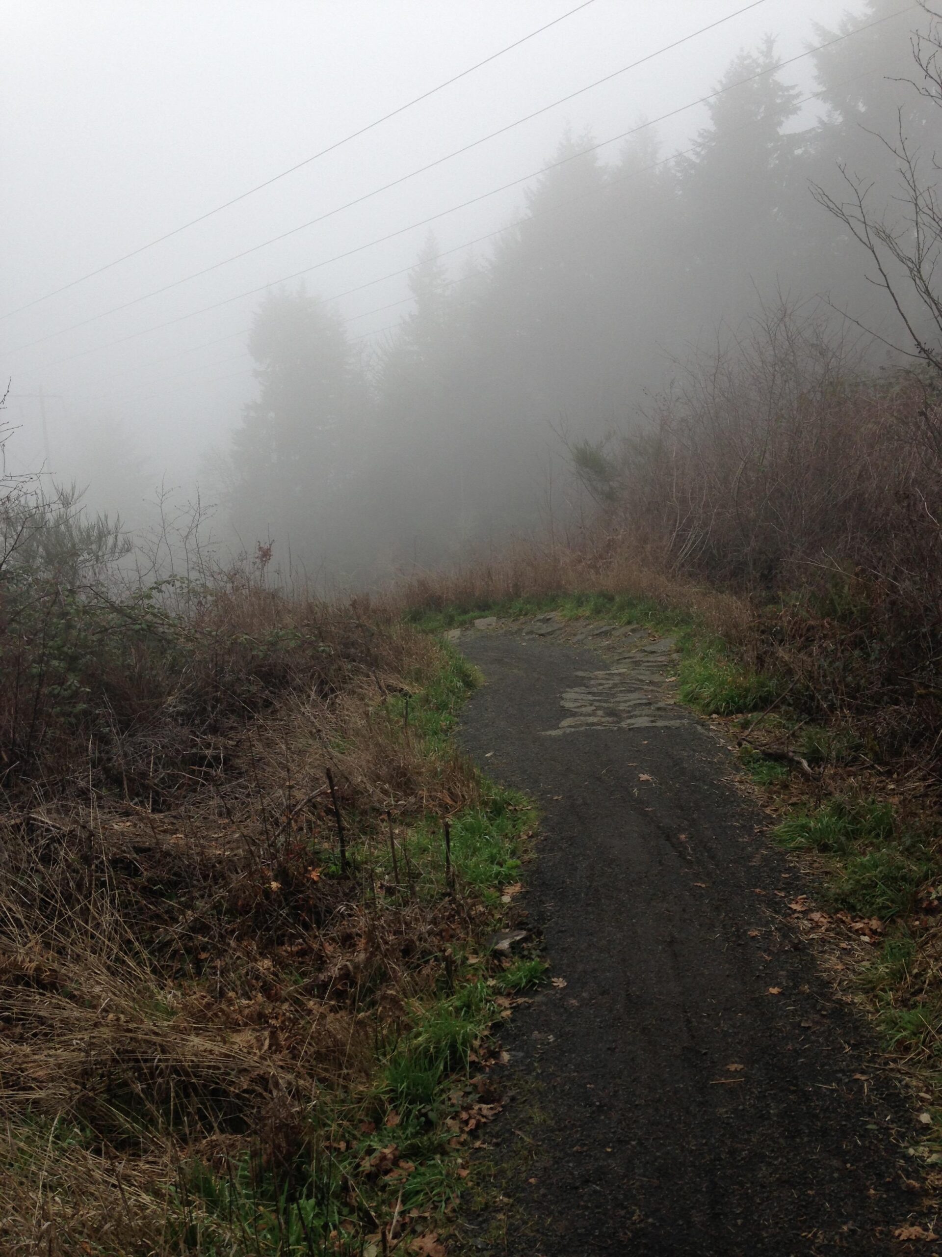 A narrow, winding path surrounded by tall, shrouded trees in a foggy landscape. The ground is a mix of gravel and dirt, with patches of green grass and dry foliage visible along the edges. The atmosphere is serene and mysterious, with visibility limited by the dense fog. Ridgeline Trail mountain bike trail.