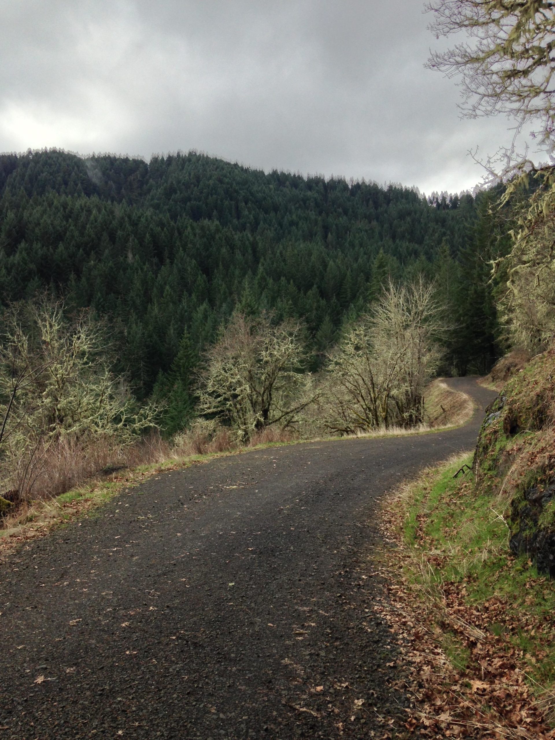 A winding, unpaved road leading through a forested landscape, with lush green trees on either side and a backdrop of rolling hills under a cloudy sky. Leaves scattered along the sides of the road suggest the changing seasons. McDonald / Dunn Forests mountain bike trail.