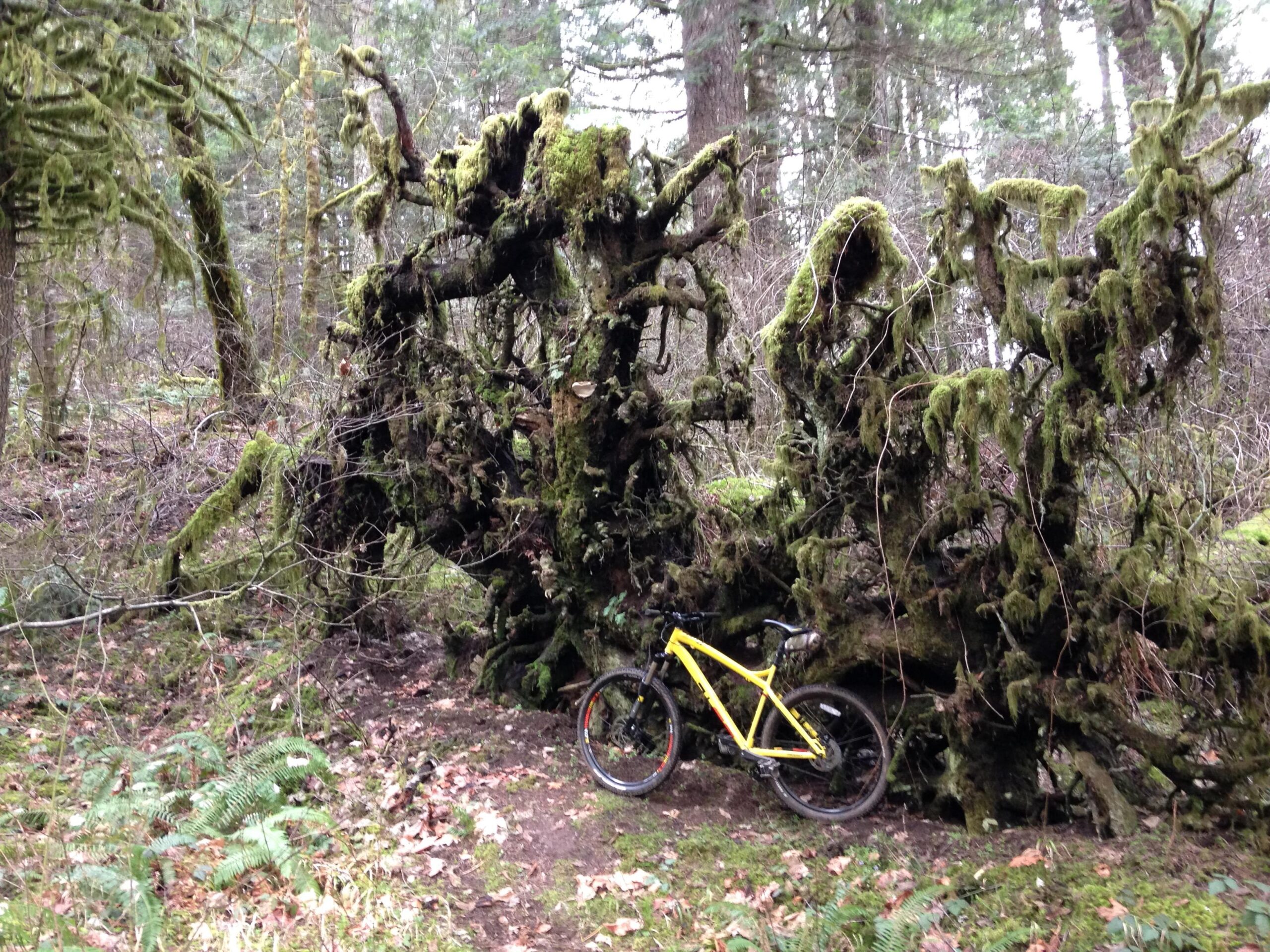 A bright yellow mountain bike leaning against a moss-covered fallen tree in a dense forest with green foliage and ferns. The scene captures the tranquility of nature with tall trees in the background. McDonald / Dunn Forests mountain bike trail.
