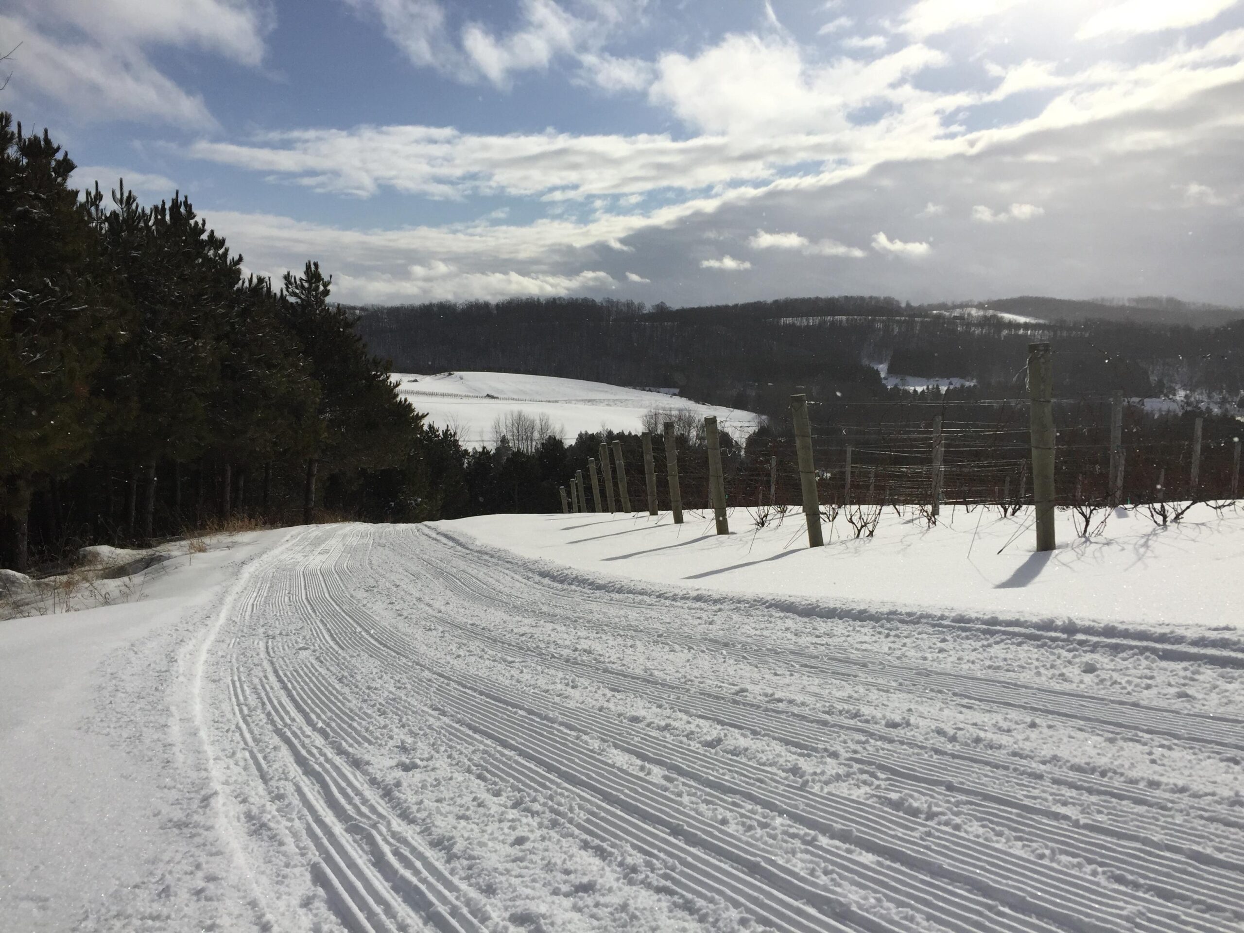 A snowy trail winding through a winter landscape, flanked by evergreen trees on one side and rows of grapevines on the other. The scene features a bright blue sky with scattered clouds and distant hills covered in snow. 45 North Vineyard Trail mountain bike trail.