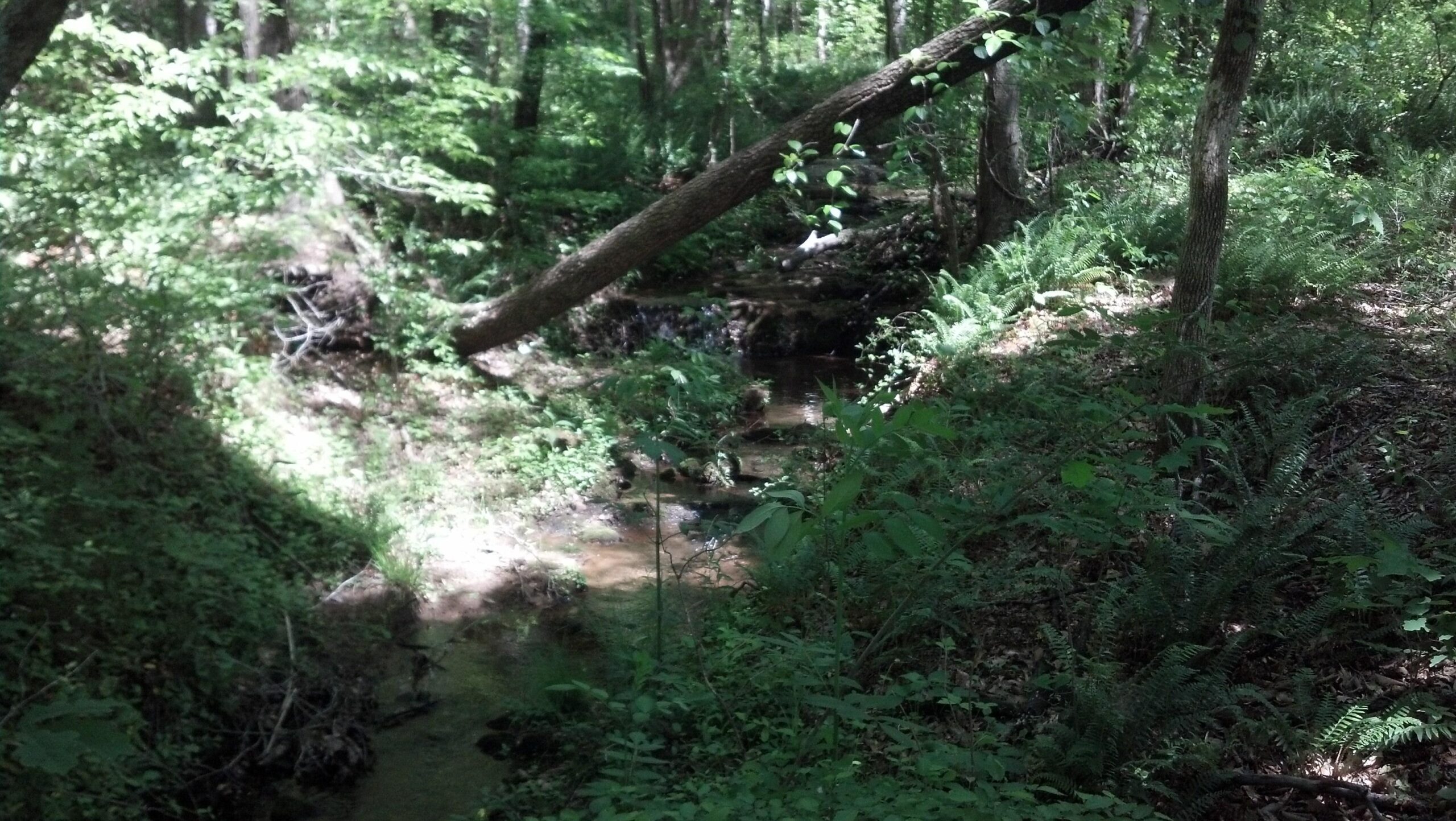 A serene forest landscape featuring a small, meandering creek surrounded by lush green vegetation and ferns. Sunlight filters through the trees, creating dappled shadows on the ground. A fallen tree stretches across the scene, adding to the natural beauty of the setting. Heritage Park mountain bike trail.