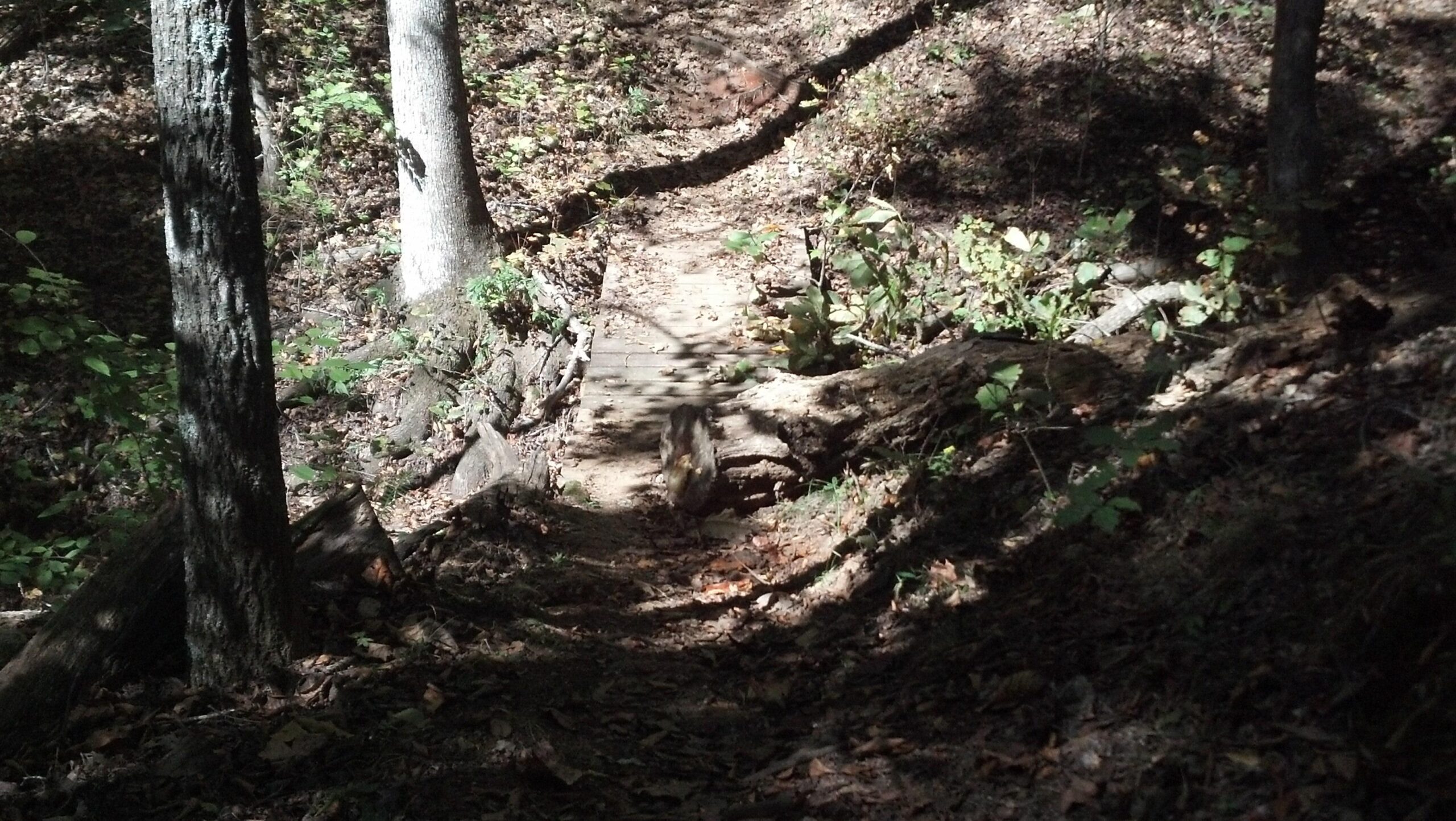 A narrow, winding dirt path through a forest, surrounded by trees and scattered fallen leaves. Sunlight filters through the foliage, casting a mix of light and shadows on the trail, which includes a wooden bridge section. Lush greenery and small plants are visible along the edges of the path. Heritage Park mountain bike trail.