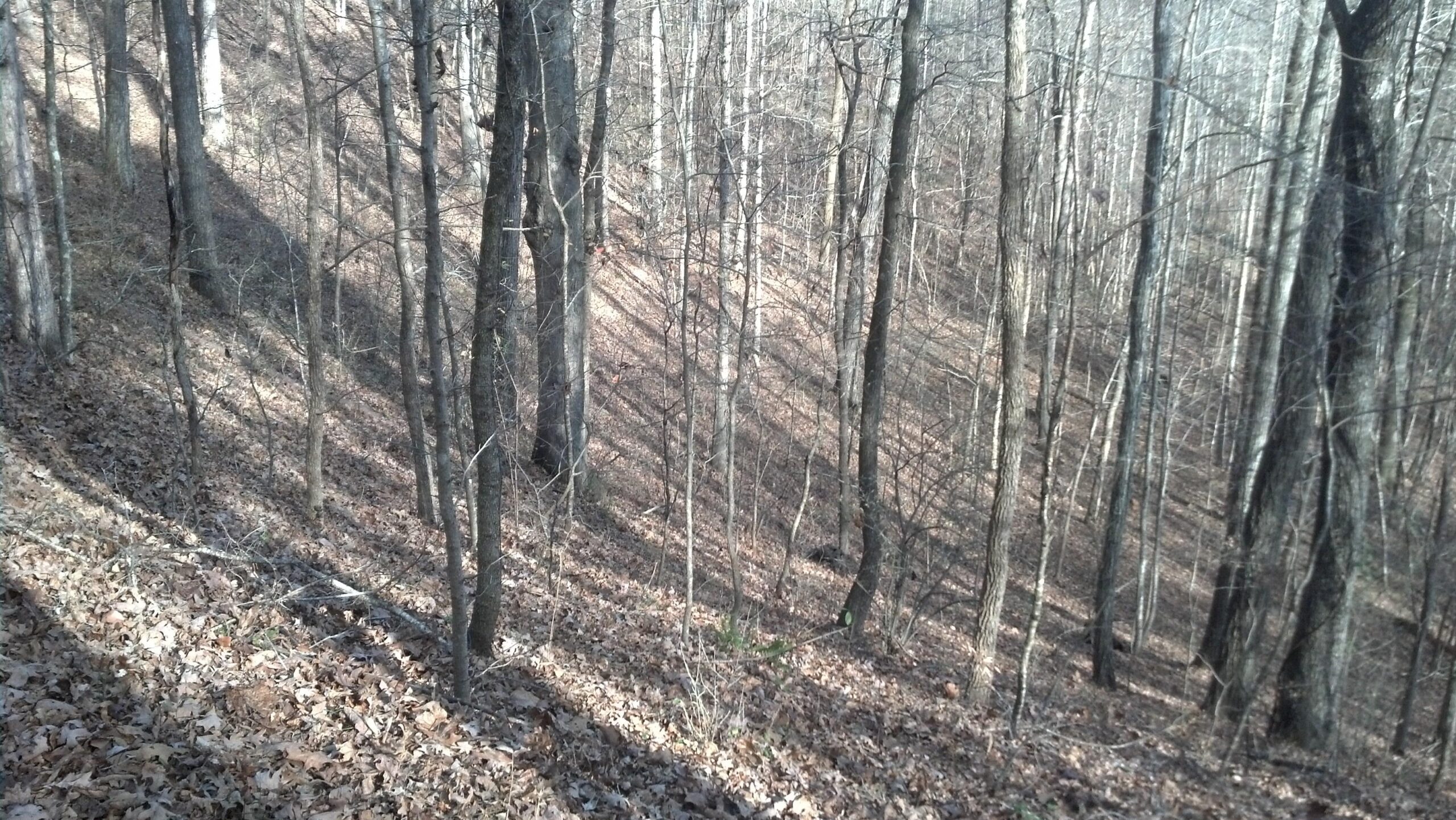 A wooded hillside covered with fallen leaves, featuring tall, bare trees casting long shadows in the sunlight. Heritage Park mountain bike trail.