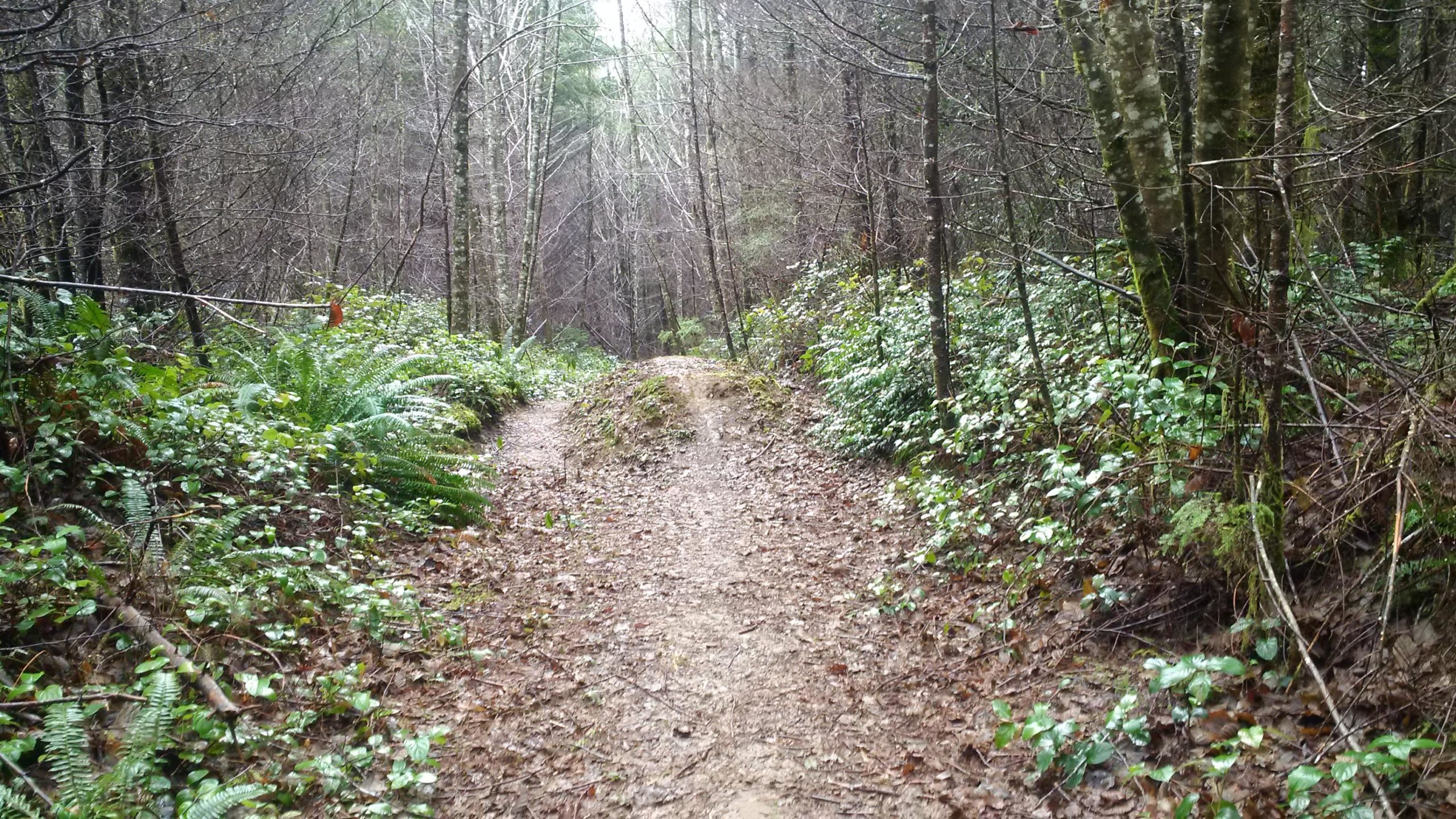 A narrow dirt path meanders through a forest, lined with lush green ferns and scattered leaves. The trees are bare, indicating early spring or late autumn, and the atmospheric lighting suggests a cloudy day. The path forks slightly in the distance, inviting exploration into the tranquil natural surroundings. Sylvia Ridge Loop mountain bike trail.