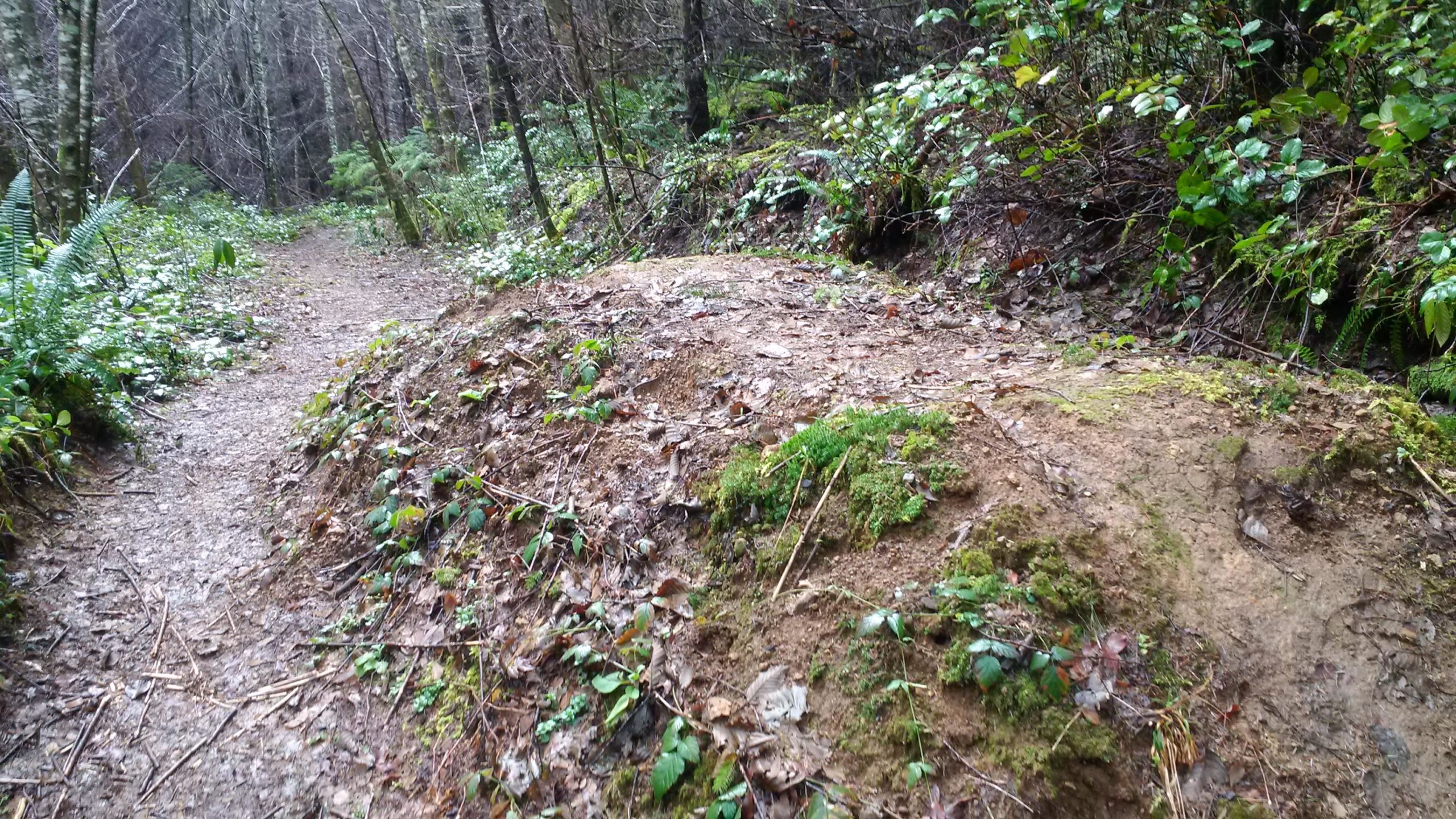 A winding dirt path through a forested area, flanked by greenery including small plants and shrubs. The ground is slightly muddy, with patches of moss and scattered leaves visible along the trail. The scene conveys a peaceful, natural setting with trees in the background. Sylvia Ridge Loop mountain bike trail.