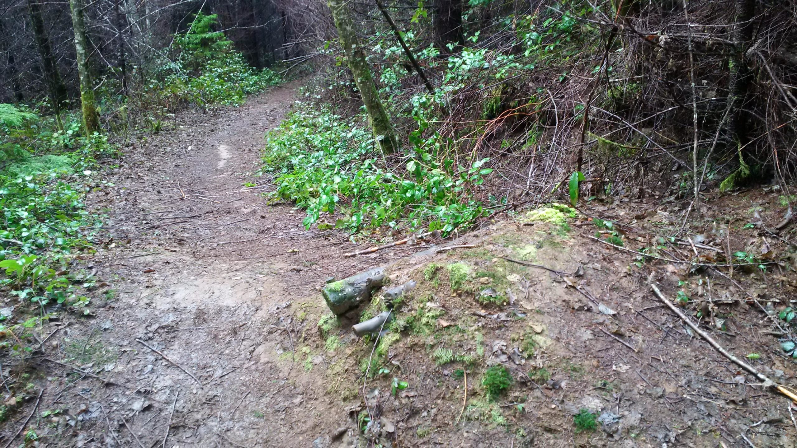 A dirt path winding through a dense forest, lined with greenery and small plants. The ground is damp and muddy, with scattered leaves and twigs. Trees frame the pathway, creating a natural, shaded environment. Sylvia Ridge Loop mountain bike trail.