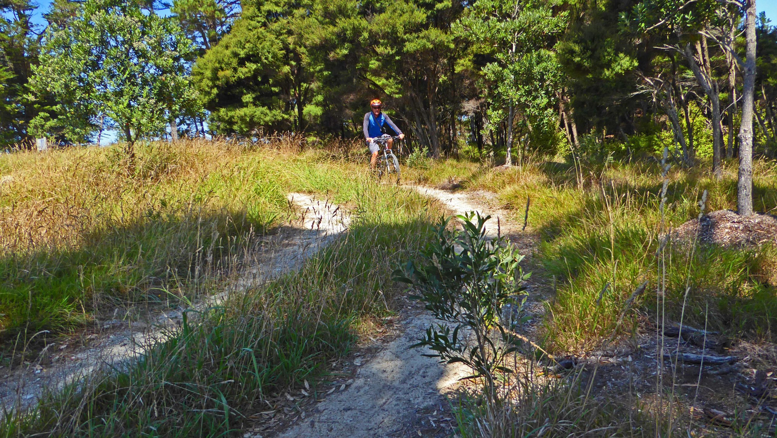 A person riding a mountain bike on a winding trail surrounded by tall grass and trees in a sunny outdoor setting. Sanders Reserve & Bike Park mountain bike trail.