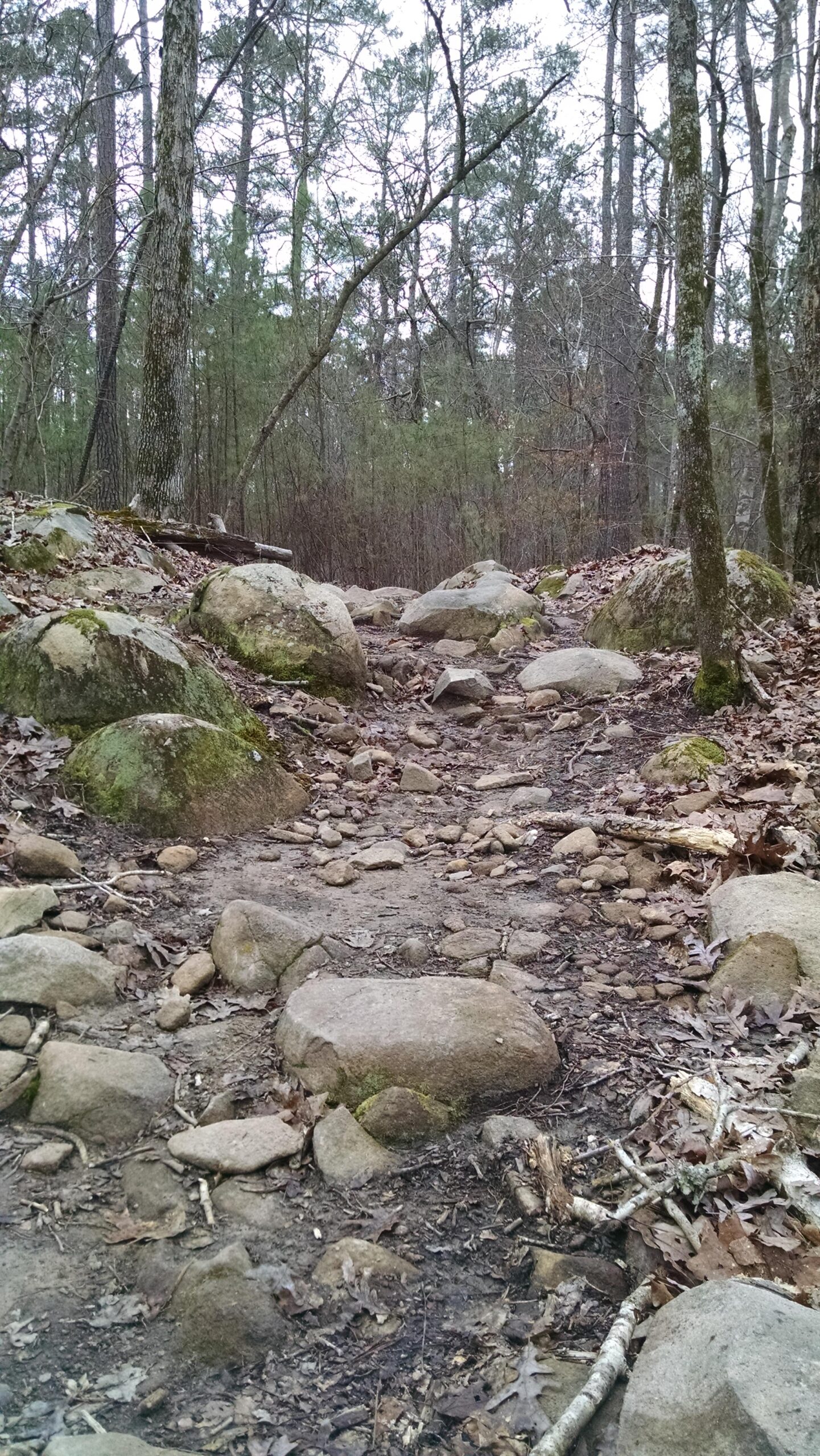 A rocky trail winding through a wooded area, surrounded by trees and scattered fallen leaves, with large boulders and smaller stones along the pathway. The scene is captured in a natural, overcast light, creating a serene outdoor atmosphere. Harbison State Forest mountain bike trail.