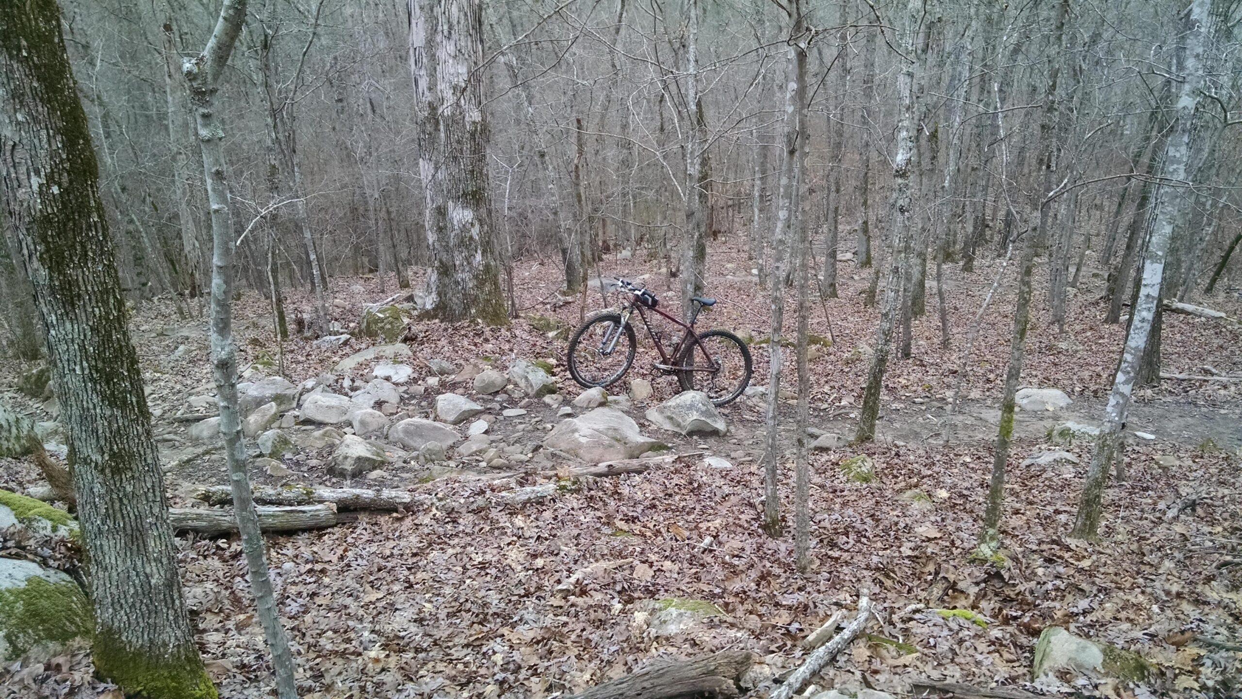 A mountain bike parked on a rocky trail surrounded by bare trees and fallen leaves in a wooded area. Harbison State Forest mountain bike trail.