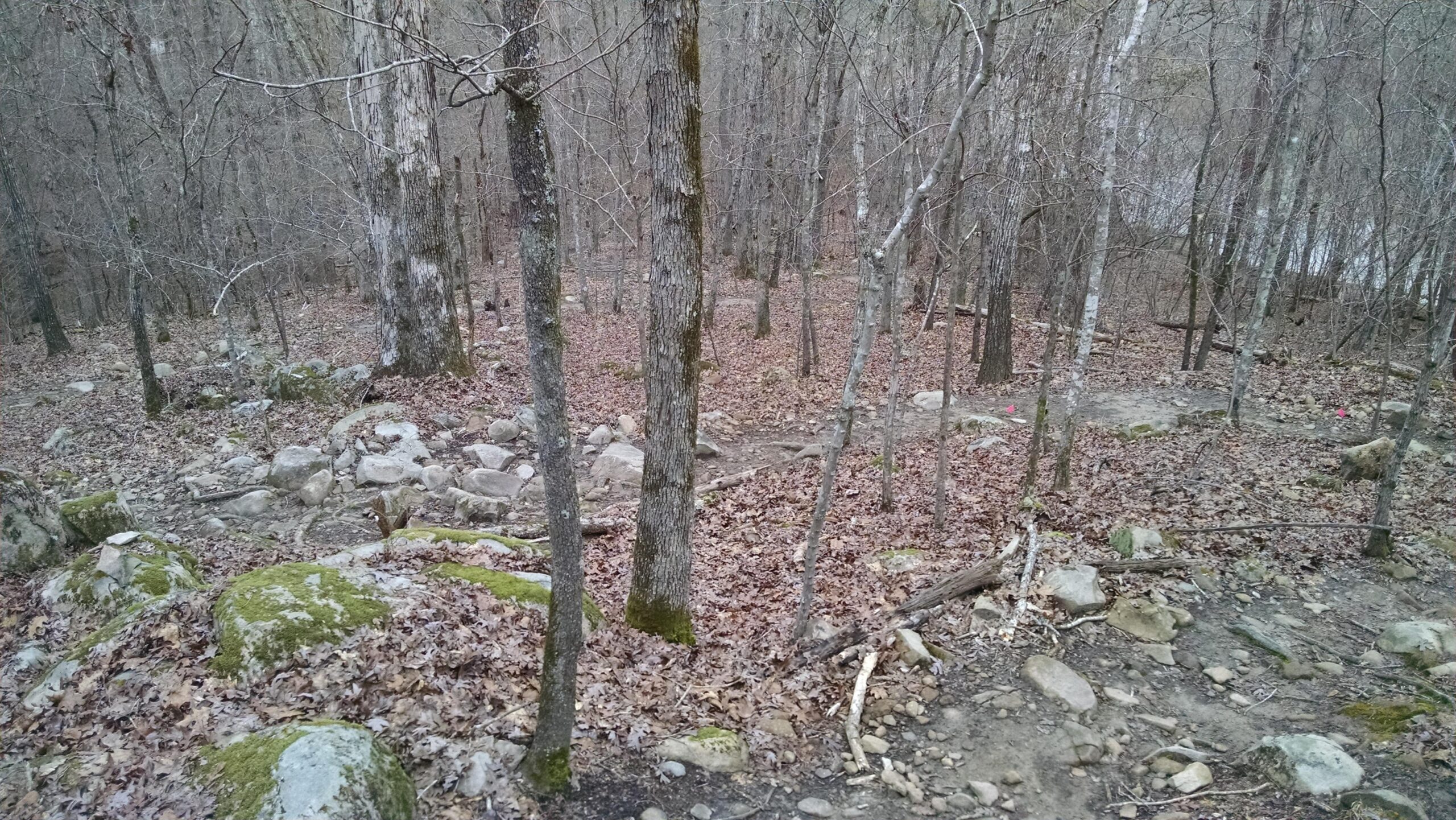 A wooded area with bare trees and rocky terrain, covered in fallen leaves. Mossy boulders are scattered throughout the scene, and a faint dirt path winds through the landscape, leading deeper into the forest. Harbison State Forest mountain bike trail.
