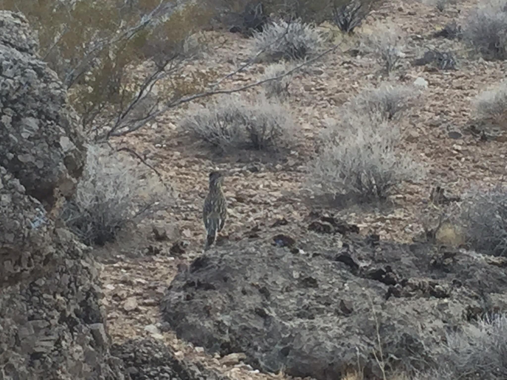 A bird standing in a arid landscape with rocky terrain and sparse vegetation. The bird is seen from behind, with its striped feathers blending into the environment, surrounded by low shrubs and dry soil. Blue Diamond mountain bike trail.