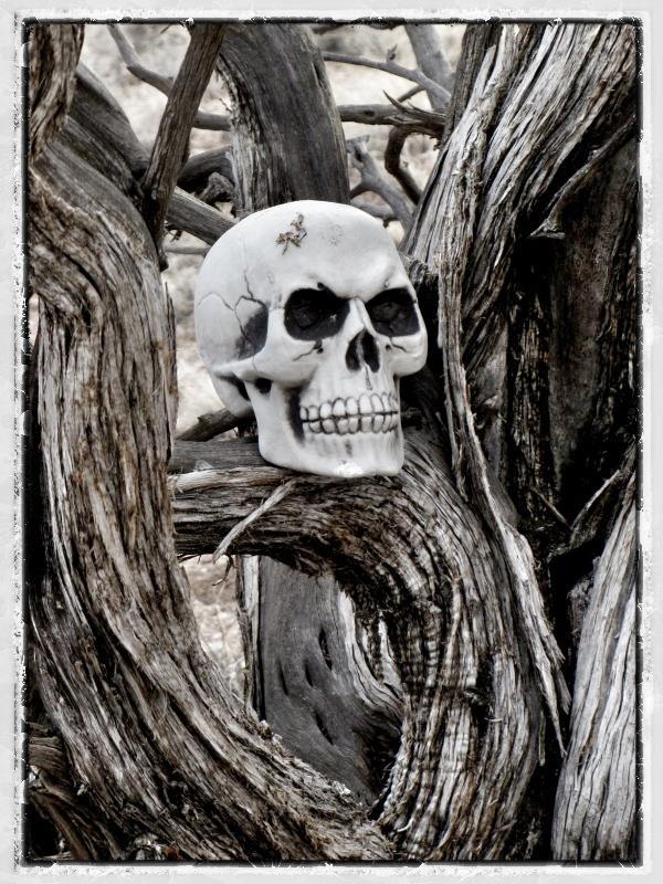 A human skull partially nestled among twisted, weathered branches in a monochromatic setting, with visible cracks and imperfections on the skull surface.