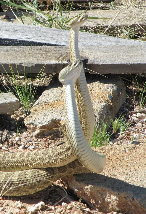 A close-up image of a coiled snake raising its head, with a background of sandy ground and scattered vegetation. The snake's body displays a mix of light and dark scales, emphasizing its intricate pattern. Some wooden debris is visible in the foreground, surrounded by grass and dirt.