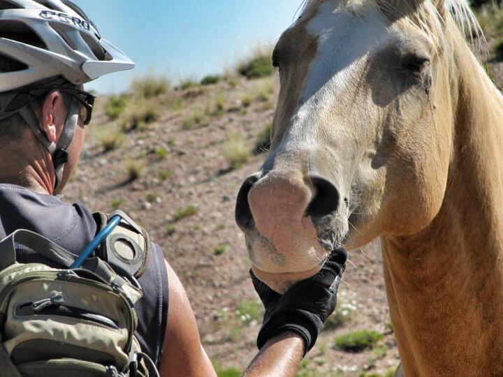 A person wearing a helmet and gloves gently reaching out to pet a light-colored horse in a natural outdoor setting with sparse vegetation and blue skies.