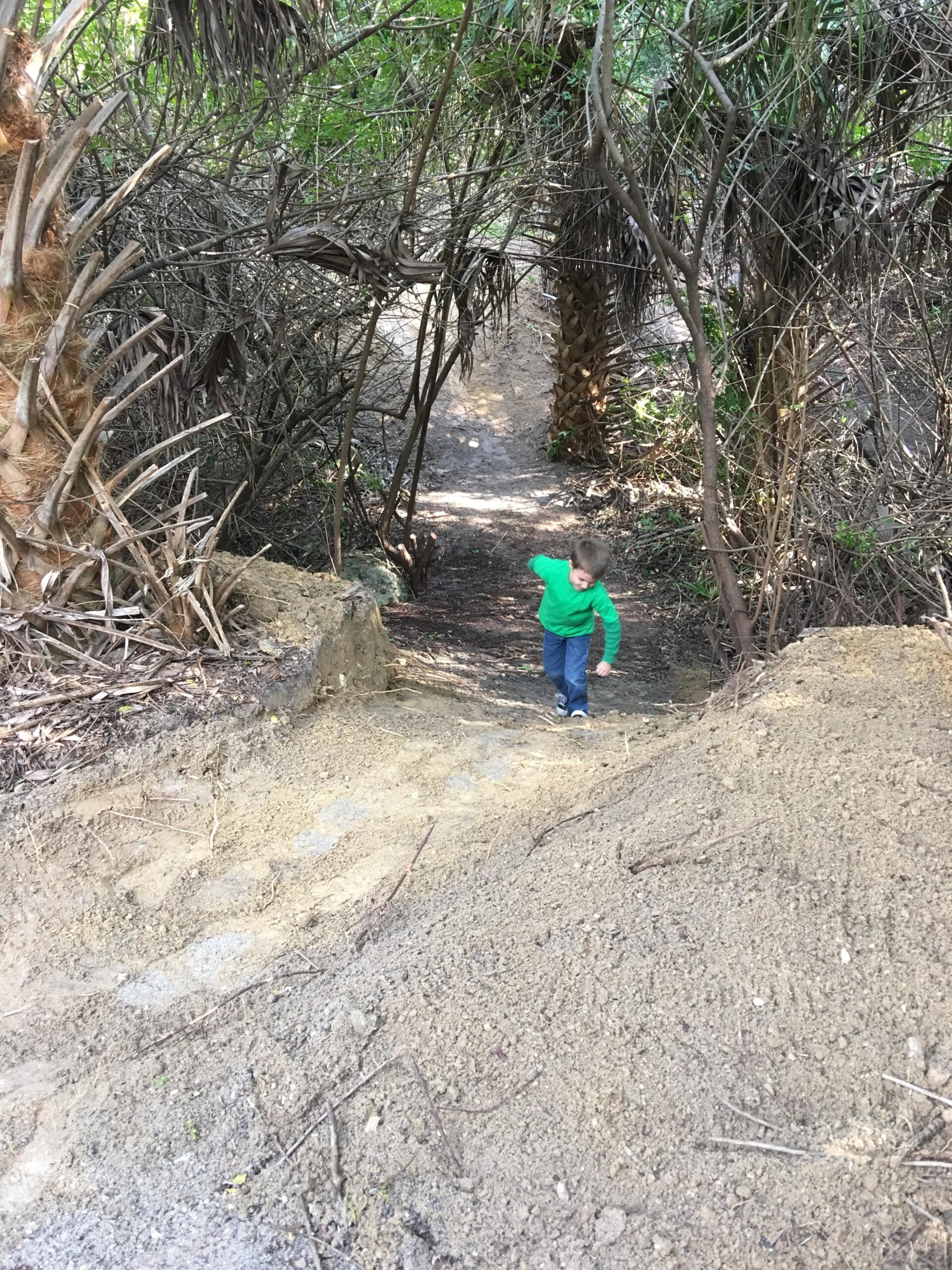A young child wearing a green shirt climbs up a sandy path surrounded by dense underbrush and palm trees, leading to a wooded area. The trail is slightly sloped and winding, showcasing a natural landscape filled with vegetation. Hillsboro express mountain bike trail.