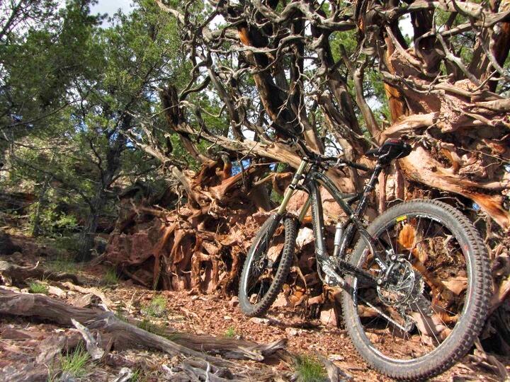 A black mountain bike leaning against a large, twisted tree with exposed roots and rocky terrain, surrounded by greenery and scattered rocks. High Desert Trail System mountain bike trail.