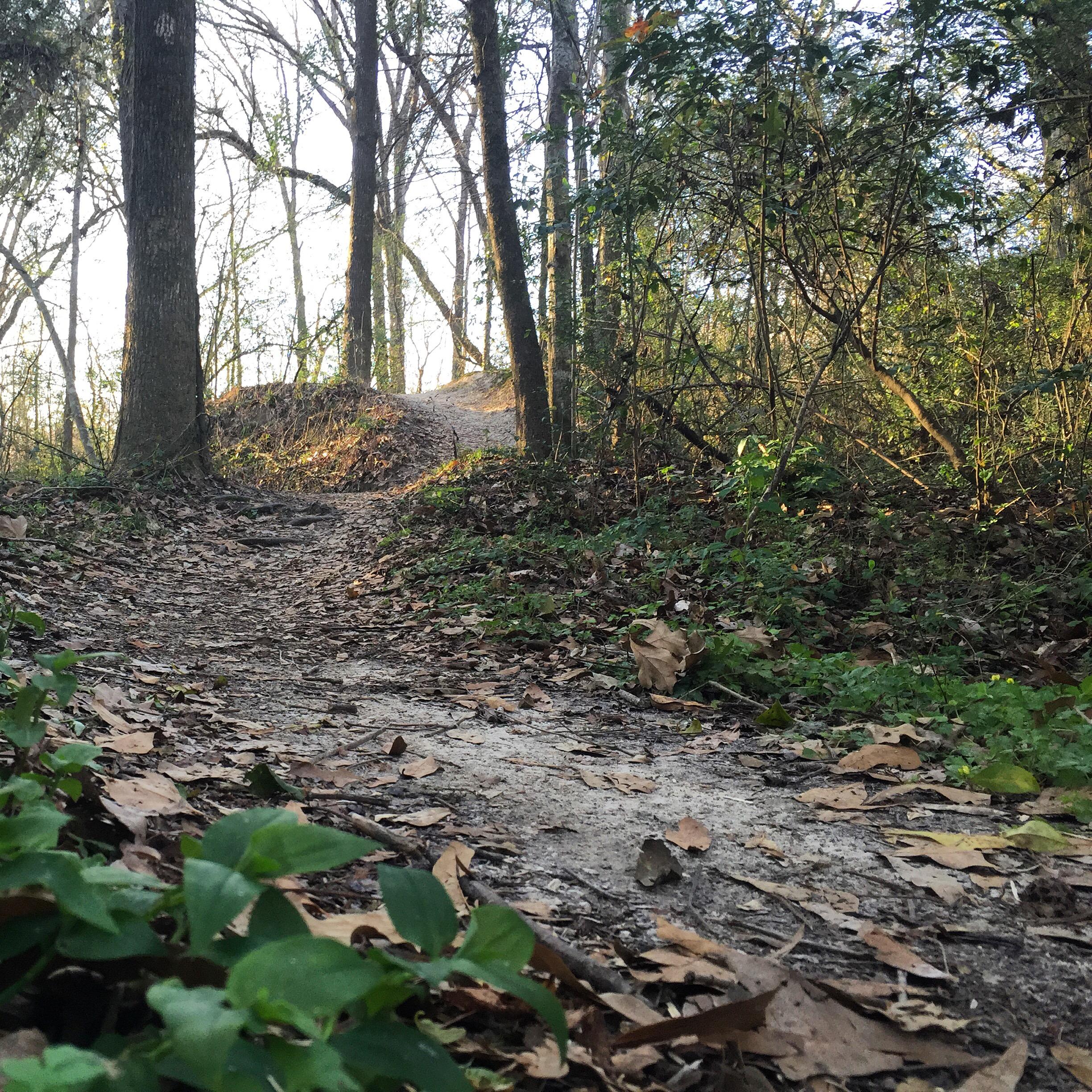 A wooded path winding through trees, with fallen leaves scattered on the ground and sunlight filtering through the branches. Comite Trails mountain bike trail.
