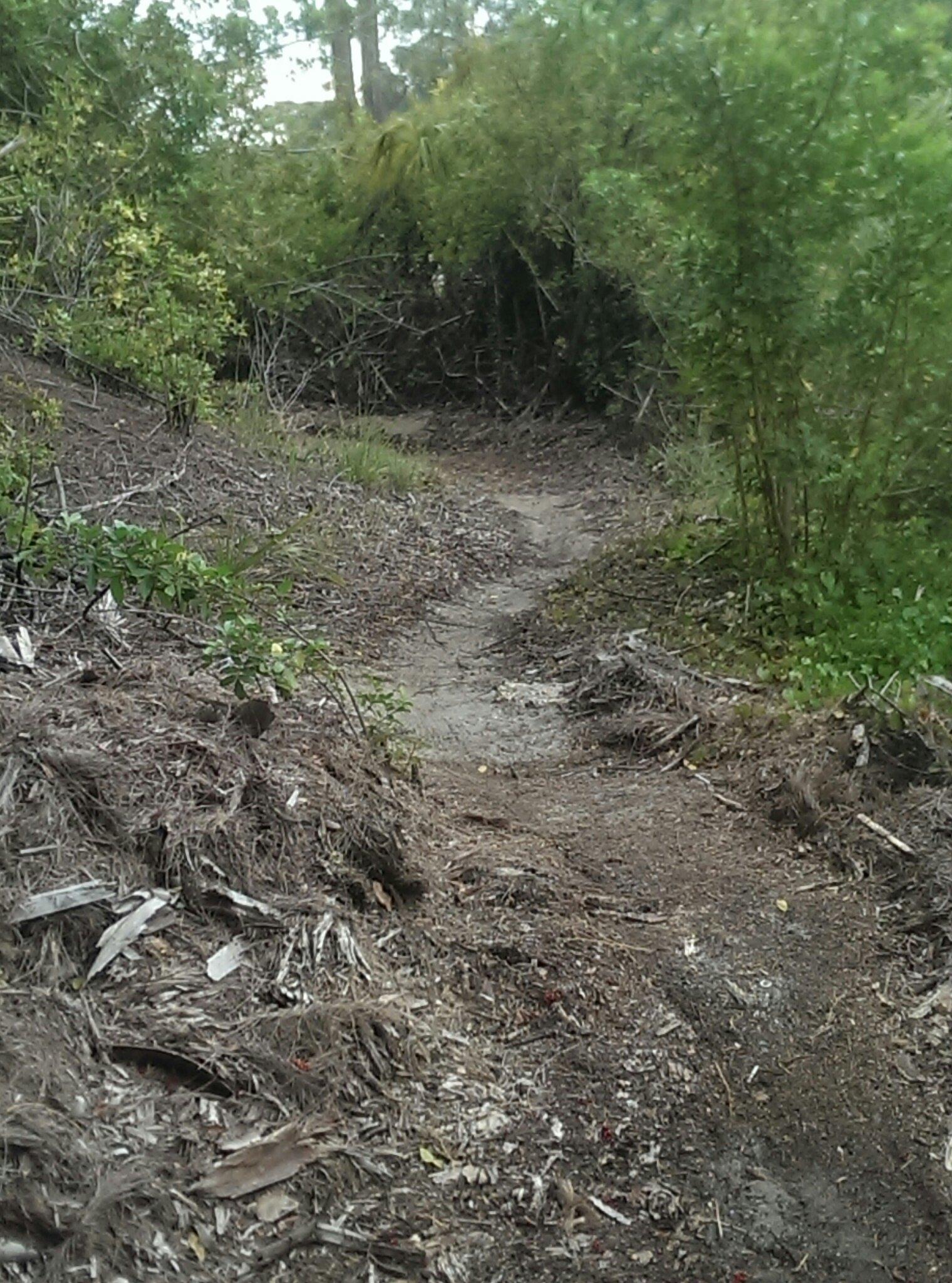 A narrow dirt path winding through lush greenery and underbrush, surrounded by various plants and small shrubs. The terrain appears natural and slightly overgrown, suggesting an untamed outdoor area. Hillsboro express mountain bike trail.