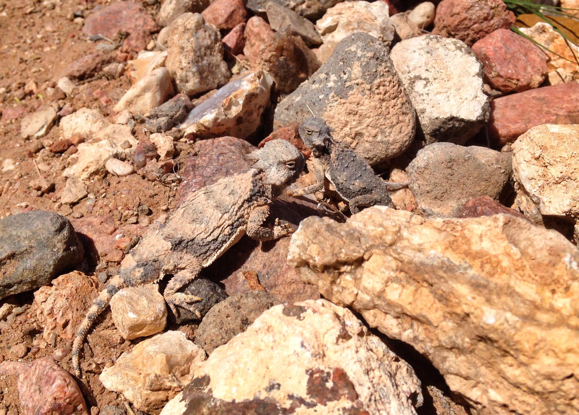 Two small lizards blending into a rocky, desert-like environment. The ground is covered with various sizes of rocks and dirt, providing camouflage for the lizards. One lizard is partially obscured, while the other is more visible, exhibiting textured skin that matches the surrounding stones. Parkway Fatbike trail mountain bike trail.