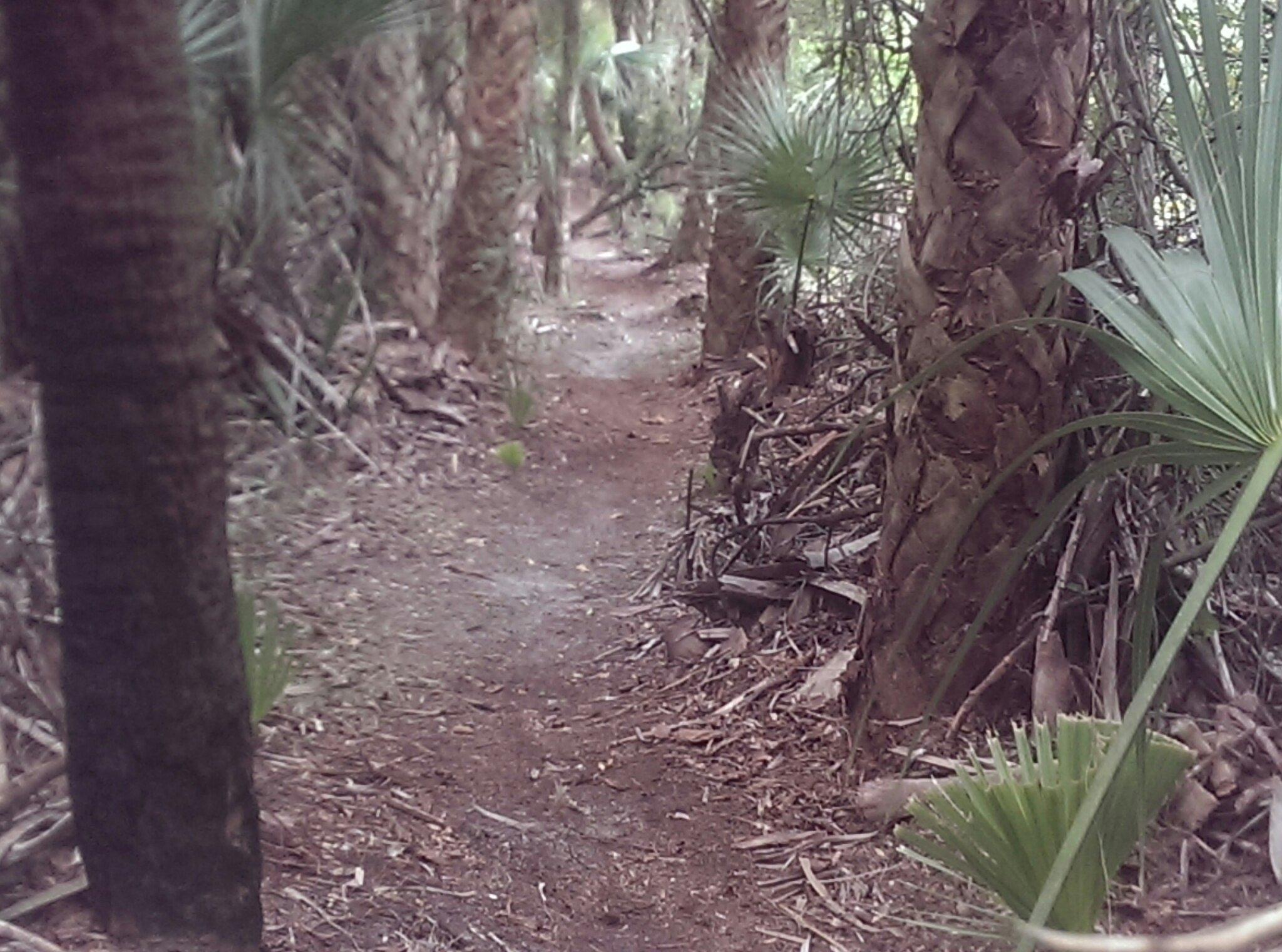 A narrow dirt path winding through a dense forest, lined with tall palm trees and patches of greenery. Twisted branches and leaves are scattered along the edges, creating a natural, untamed atmosphere. Soft light filters through the foliage, suggesting a serene and tranquil environment. Hillsboro express mountain bike trail.