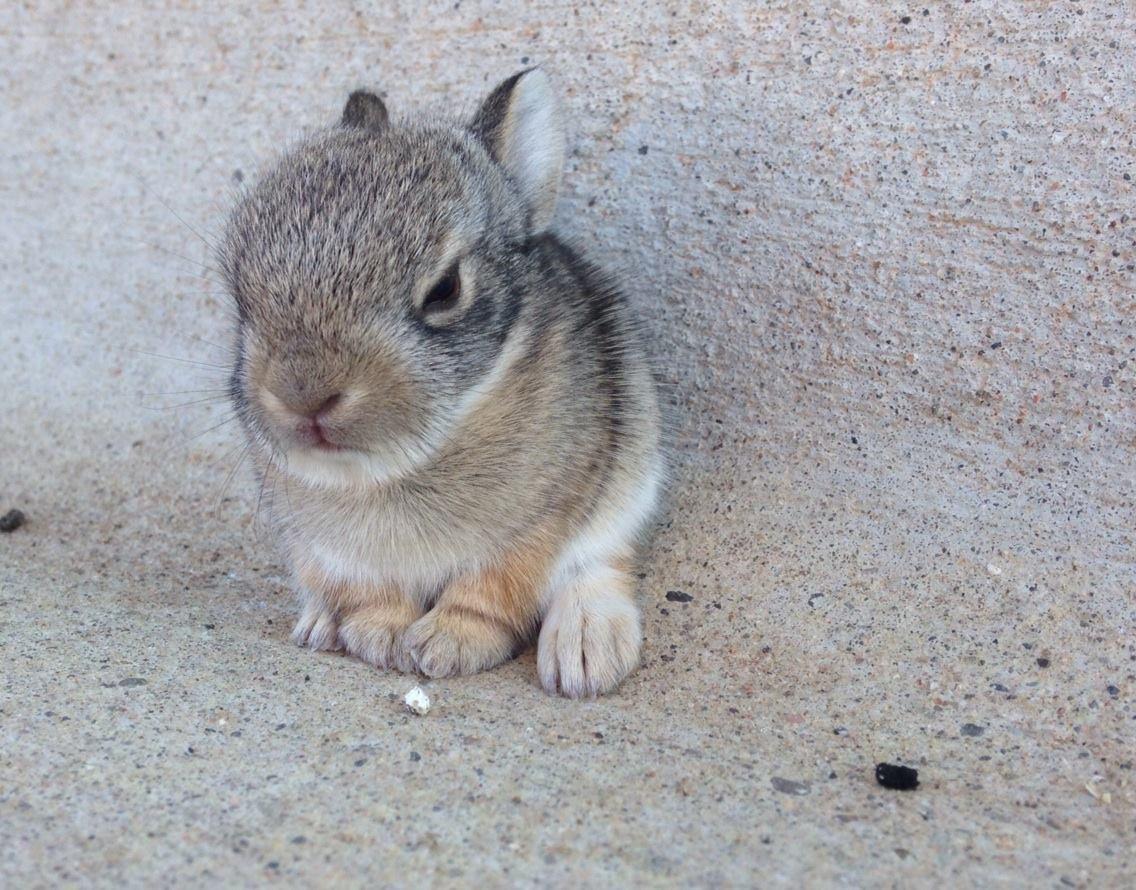 A small, fluffy rabbit sitting on a concrete surface with a light-colored backdrop. The rabbit has soft fur and a curious expression, with its ears slightly tilted. Parkway Fatbike trail mountain bike trail.
