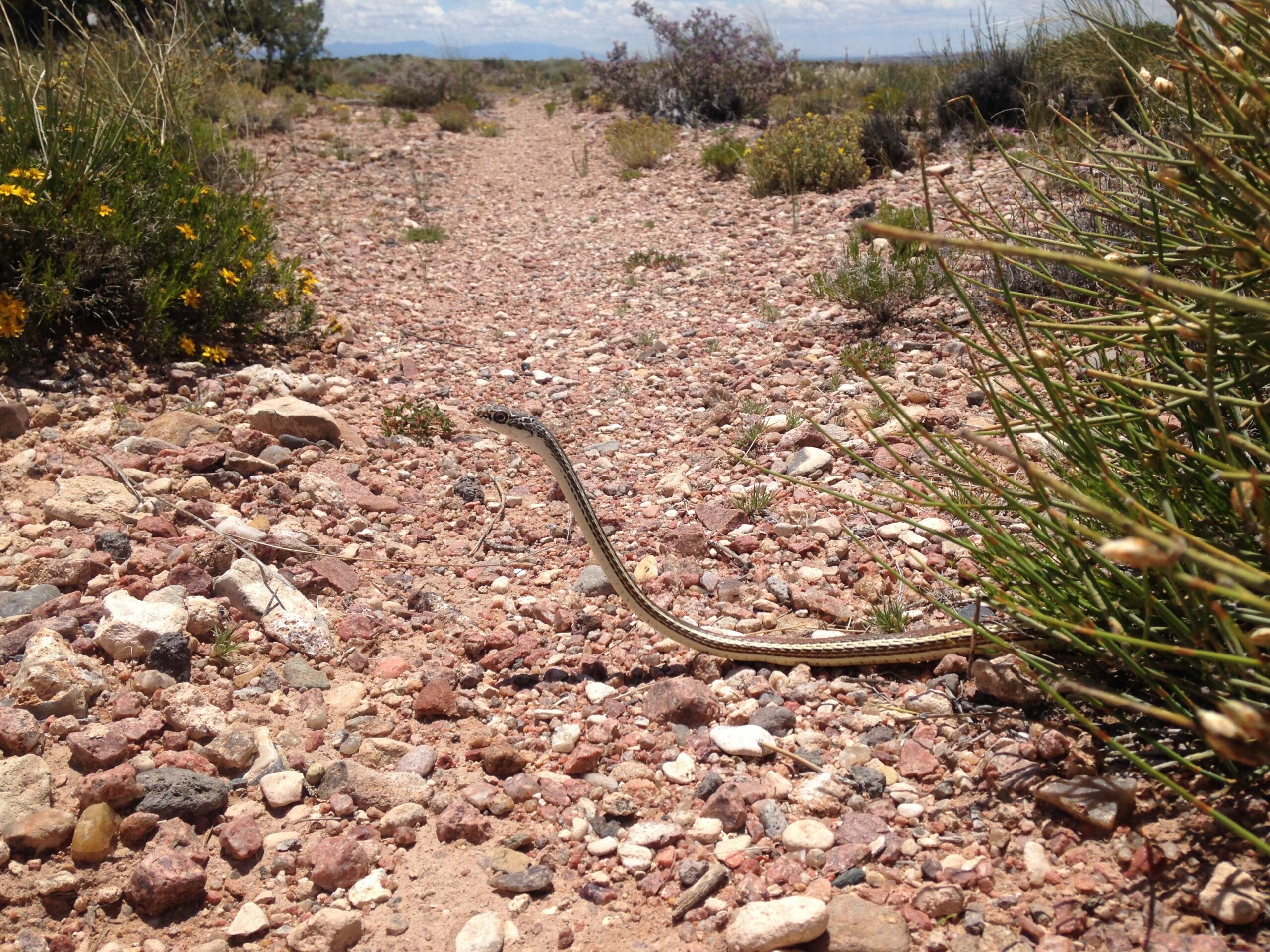 A narrow snake slithering along a rocky dirt path surrounded by sparse vegetation and wildflowers under a blue sky. Parkway Fatbike trail mountain bike trail.