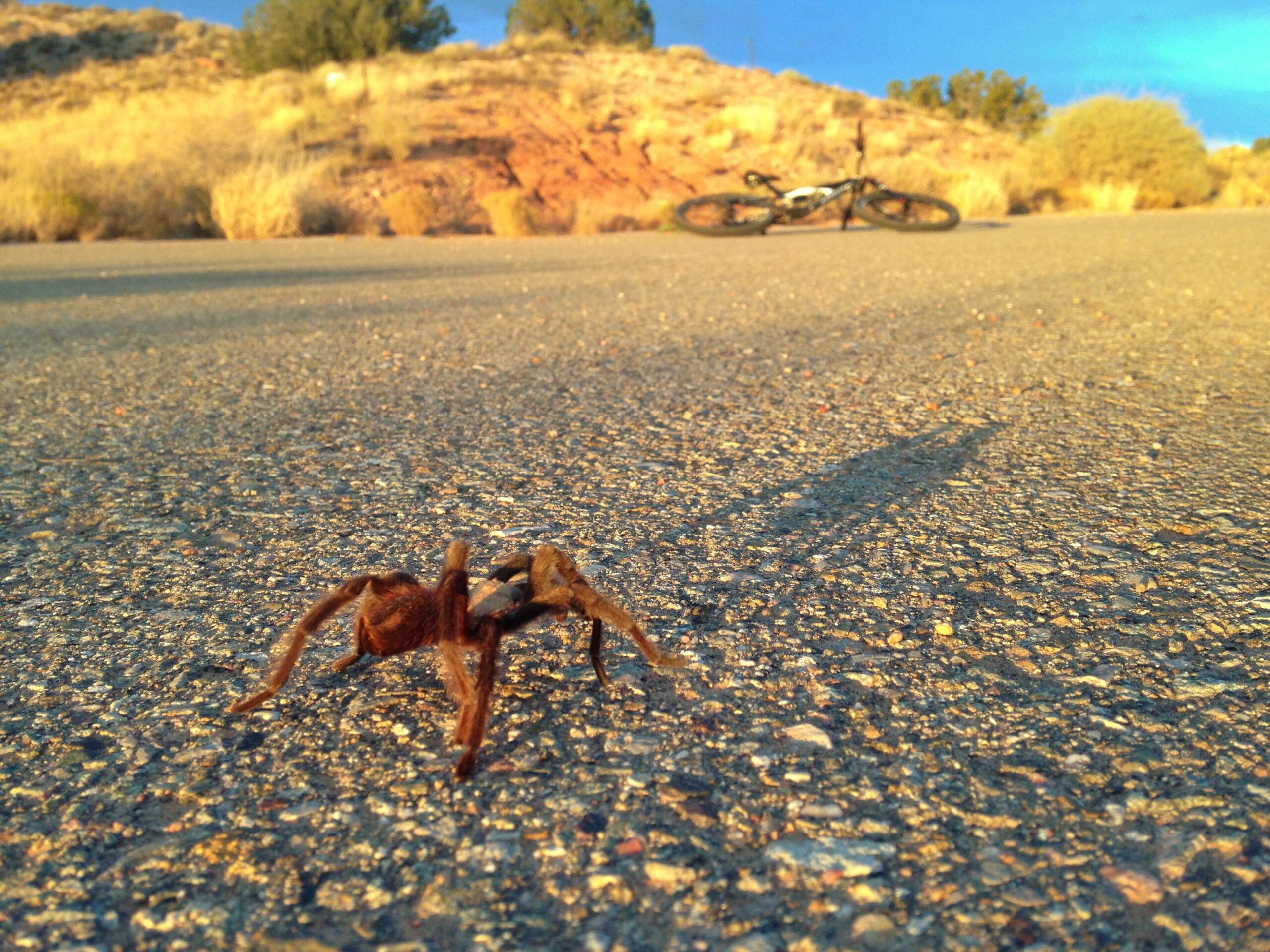 A close-up view of a spider on a paved road, with a blurred mountain bike in the background. The scene is set in a natural environment, featuring arid terrain and scattered vegetation under a colorful sunset sky. Parkway Fatbike trail mountain bike trail.