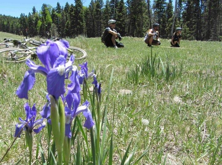 A close-up view of purple irises in a grassy field, with three people sitting in the background enjoying a sunny day surrounded by trees and bicycles. Angel Fire Bike Park mountain bike trail.